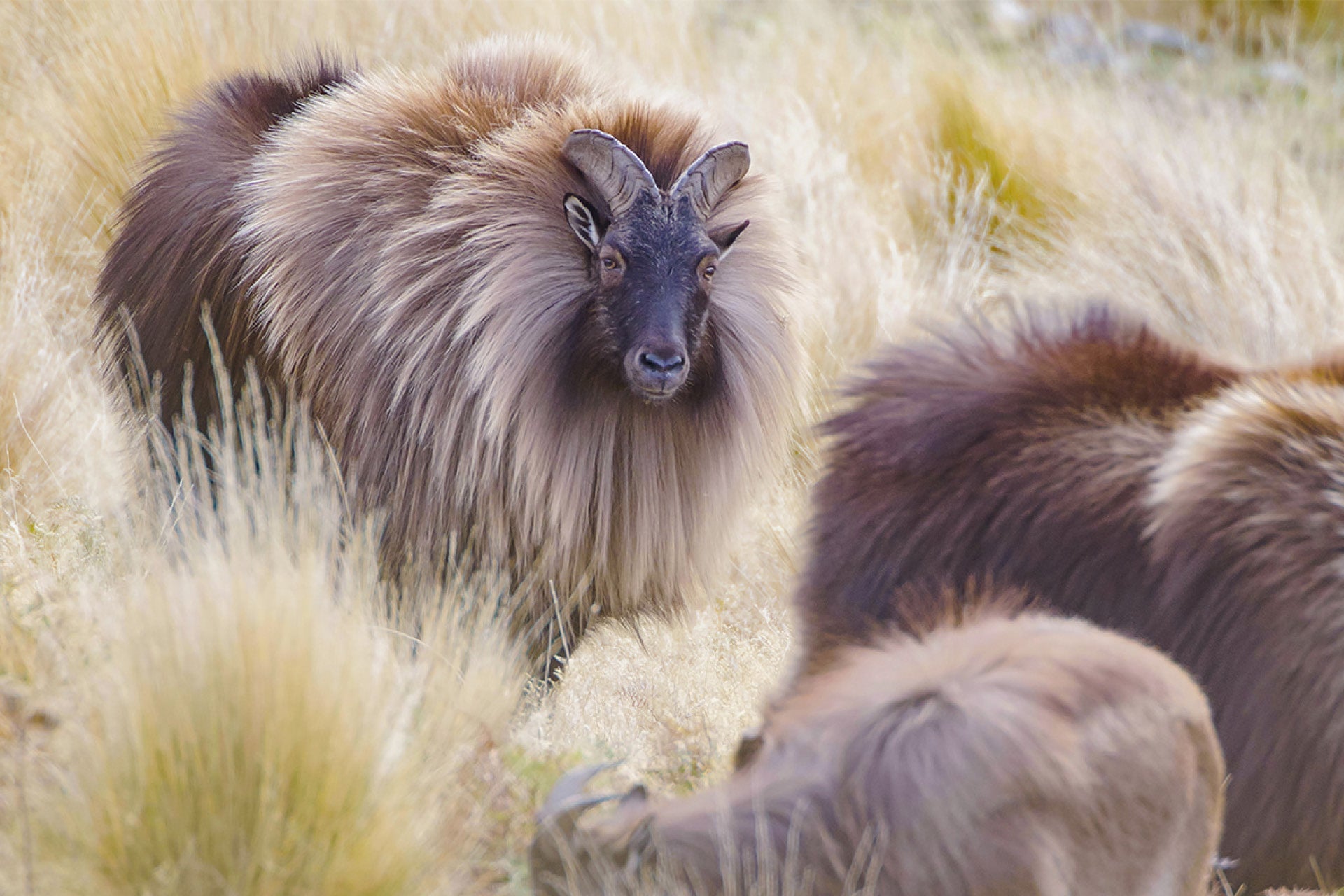 Powerful New Zealand Bull Tahr (Hemitragus jemlahicus) charging forward in rut season with raw aggression, chasing receptive nanny in alpine mating rituals, captured by photographer Steve Couper – ideal for wildlife enthusiasts seeking Aotearoa's intense Himalayan Tahr moments.