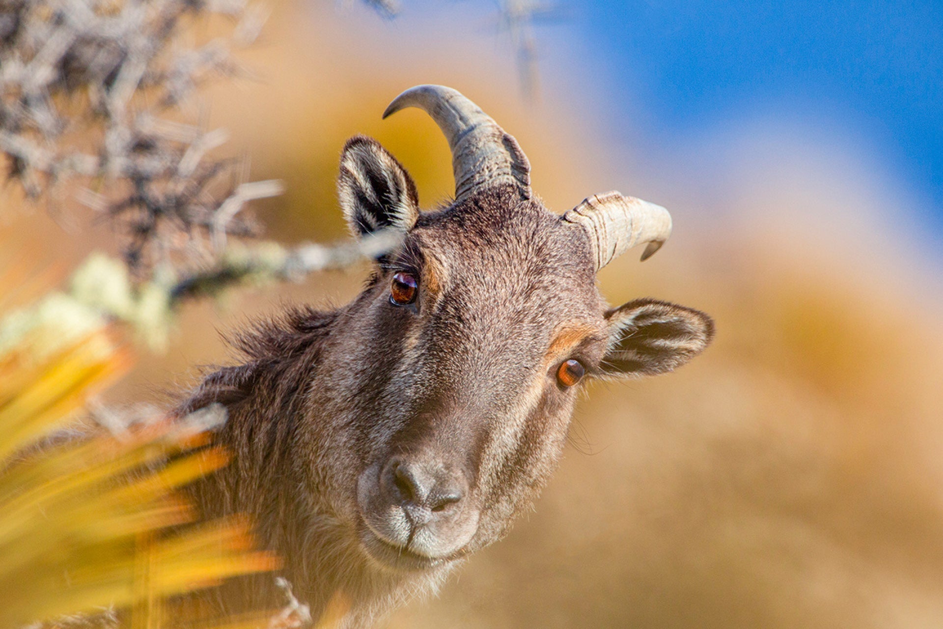 Nanny Tahr feeding obliviously in heart-pounding stealth approach until 15 meters away, triggering shocked realisation and piercing alarm whistle before bolting, raw wildlife intimacy, captured by photographer Steve Couper – ideal for enthusiasts seeking Aotearoa's pulse-racing moments.