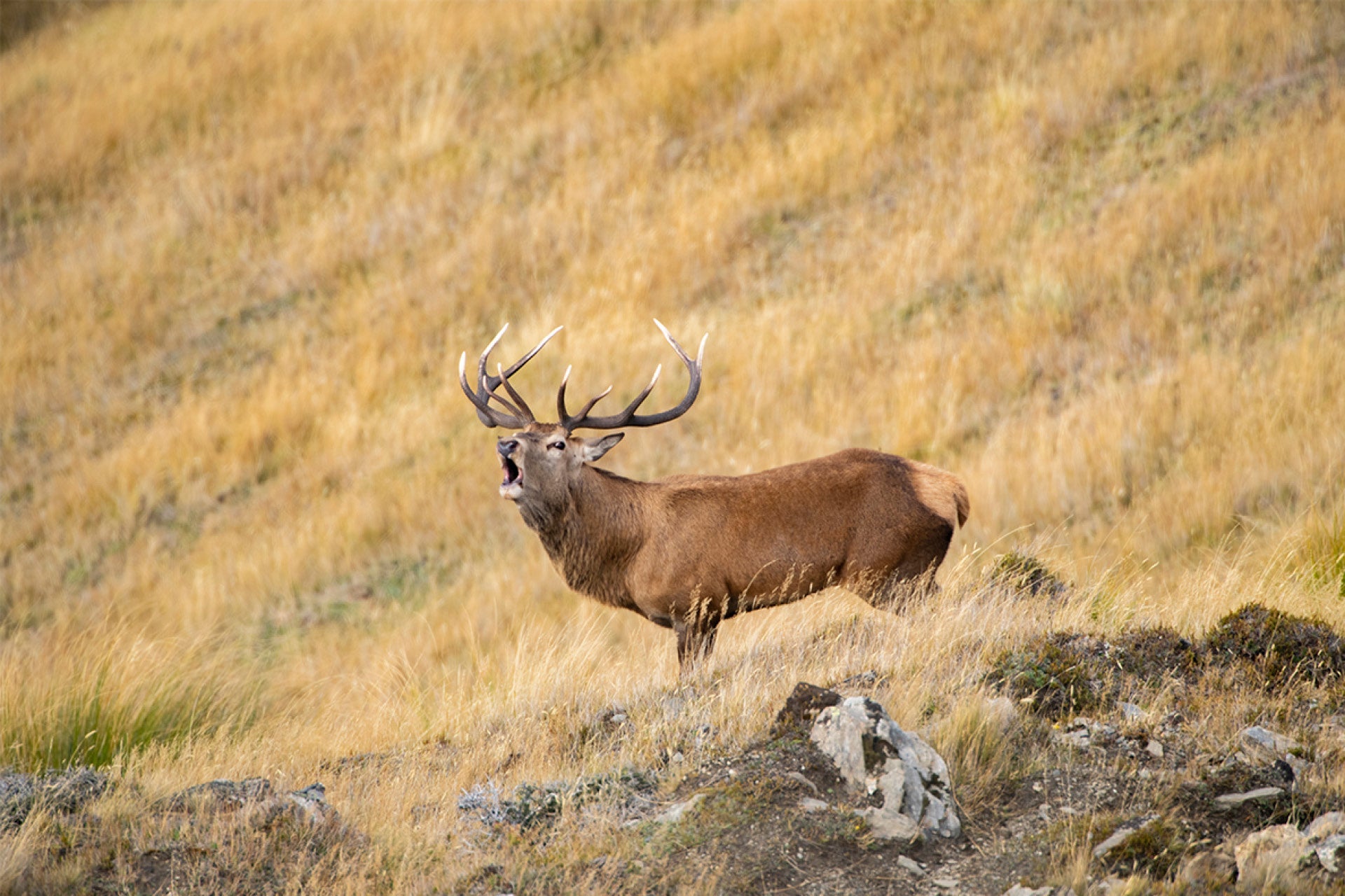 Promising young red stag (Cervus elaphus) in Otago's rugged high country showcasing remarkable antler growth with boundless potential, maturing into majesty, captured by photographer Steve Couper – ideal for nature fans celebrating Aotearoa's rising stars.