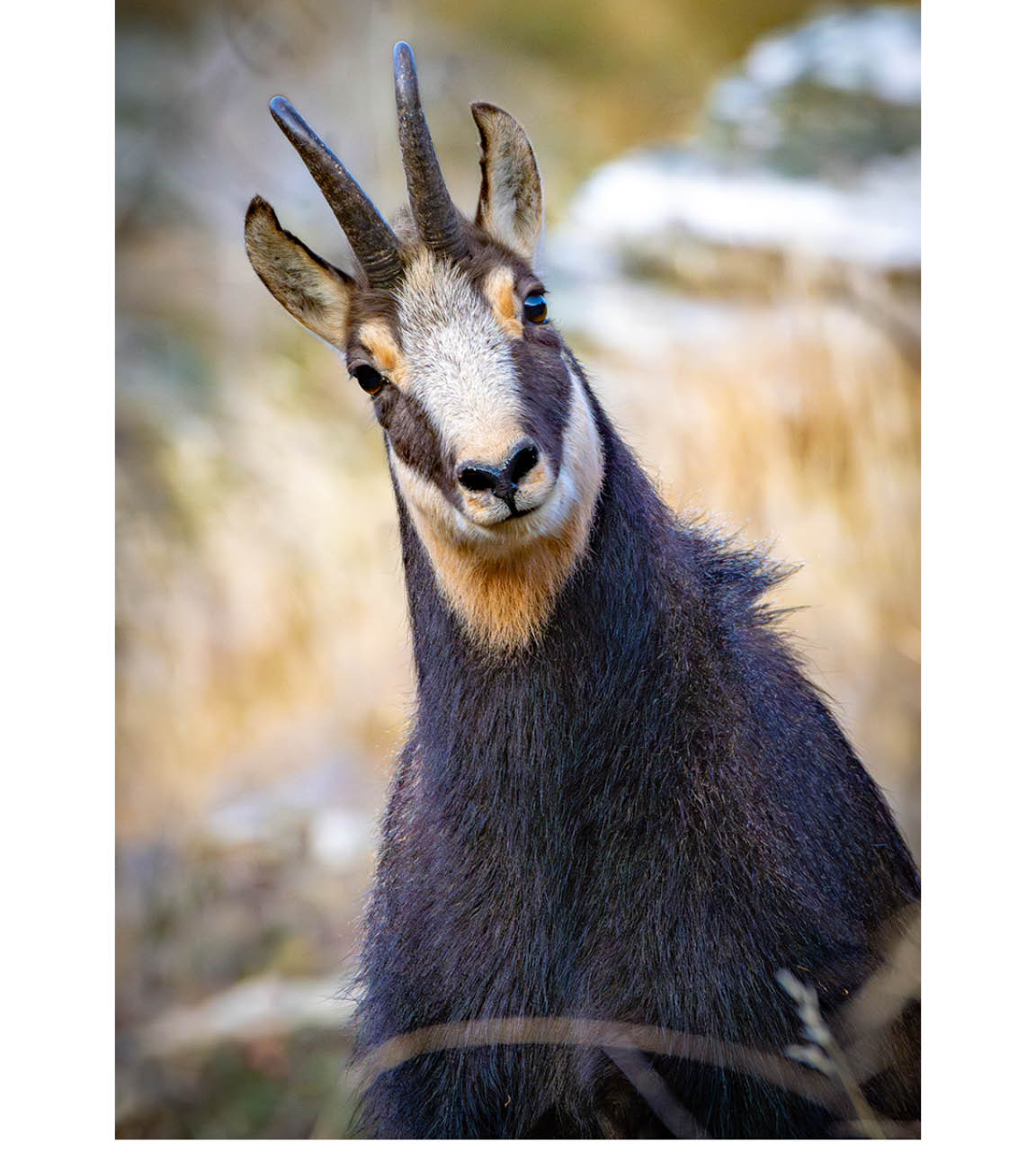 Close-up chamois portrait in New Zealand's rugged alpine landscape, captured among sunlit tussocks and rocky outcrops