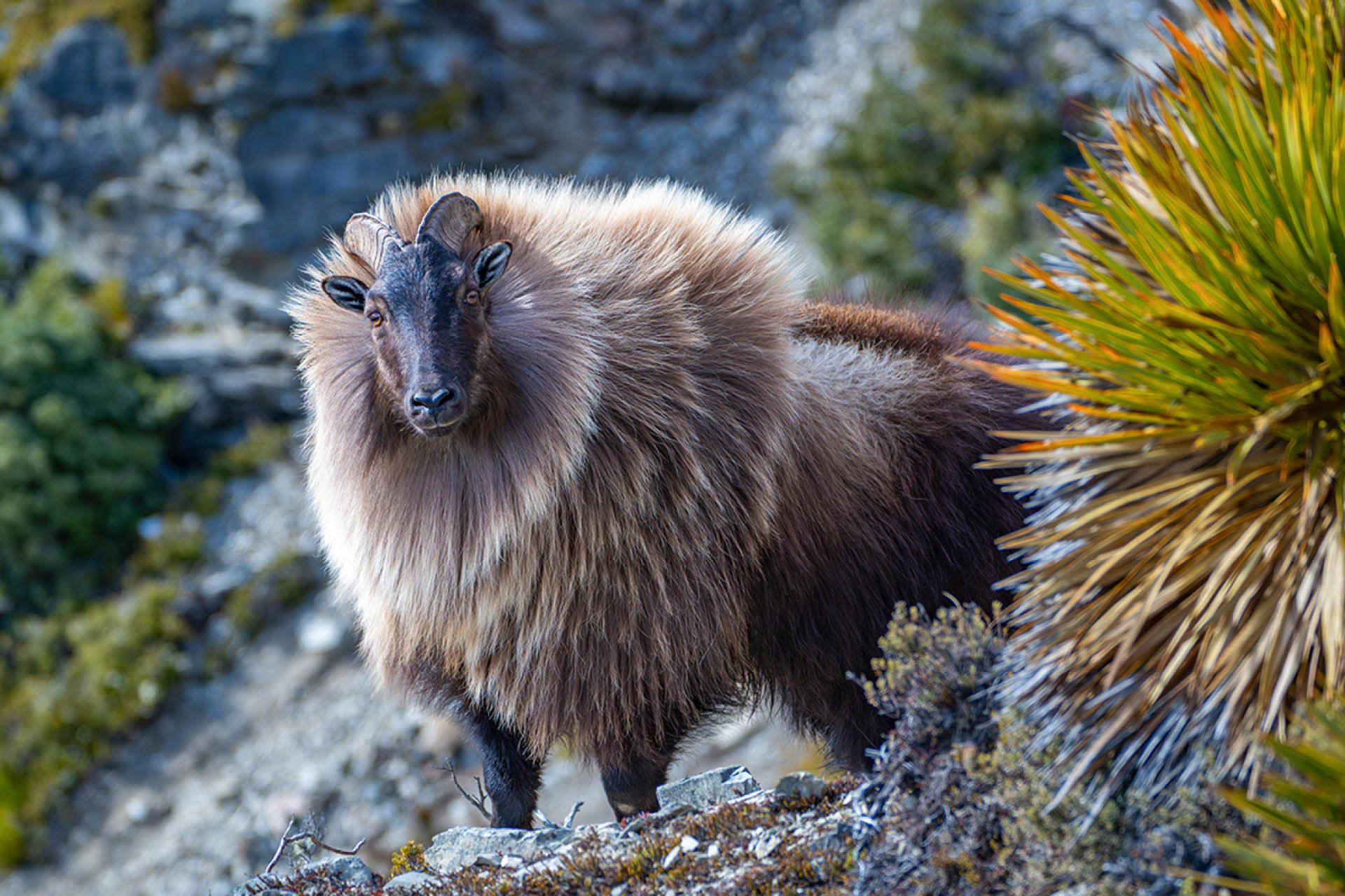 Majestic Himalayan Tahr navigating Southern Alps ridge in golden light, captured by Steve Couper – ideal for Aotearoa wildlife print collectors