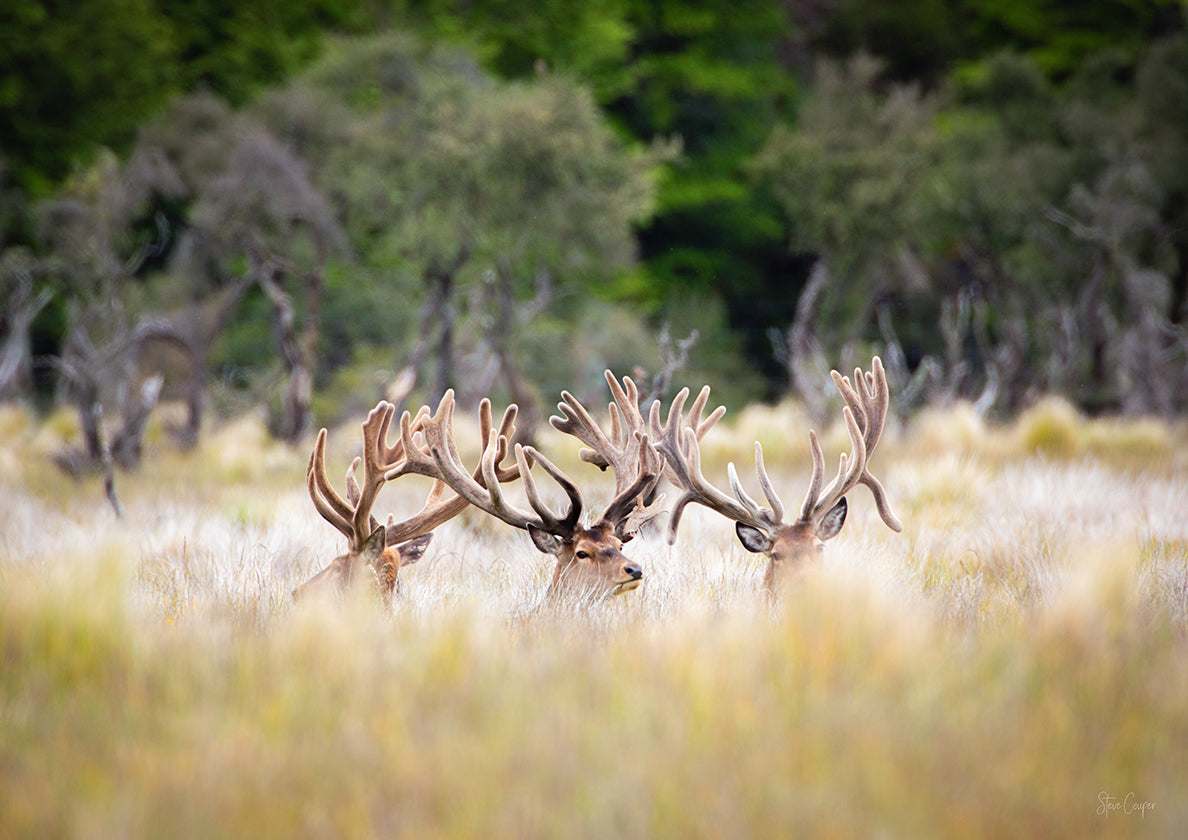 Three New Zealand Red Stags (Cervus elaphus) in velvet lounging peacefully in the afternoon after feeding, with serene repose, captured by photographer Steve Couper – perfect for deer enthusiasts seeking Aotearoa's captivating beauty.