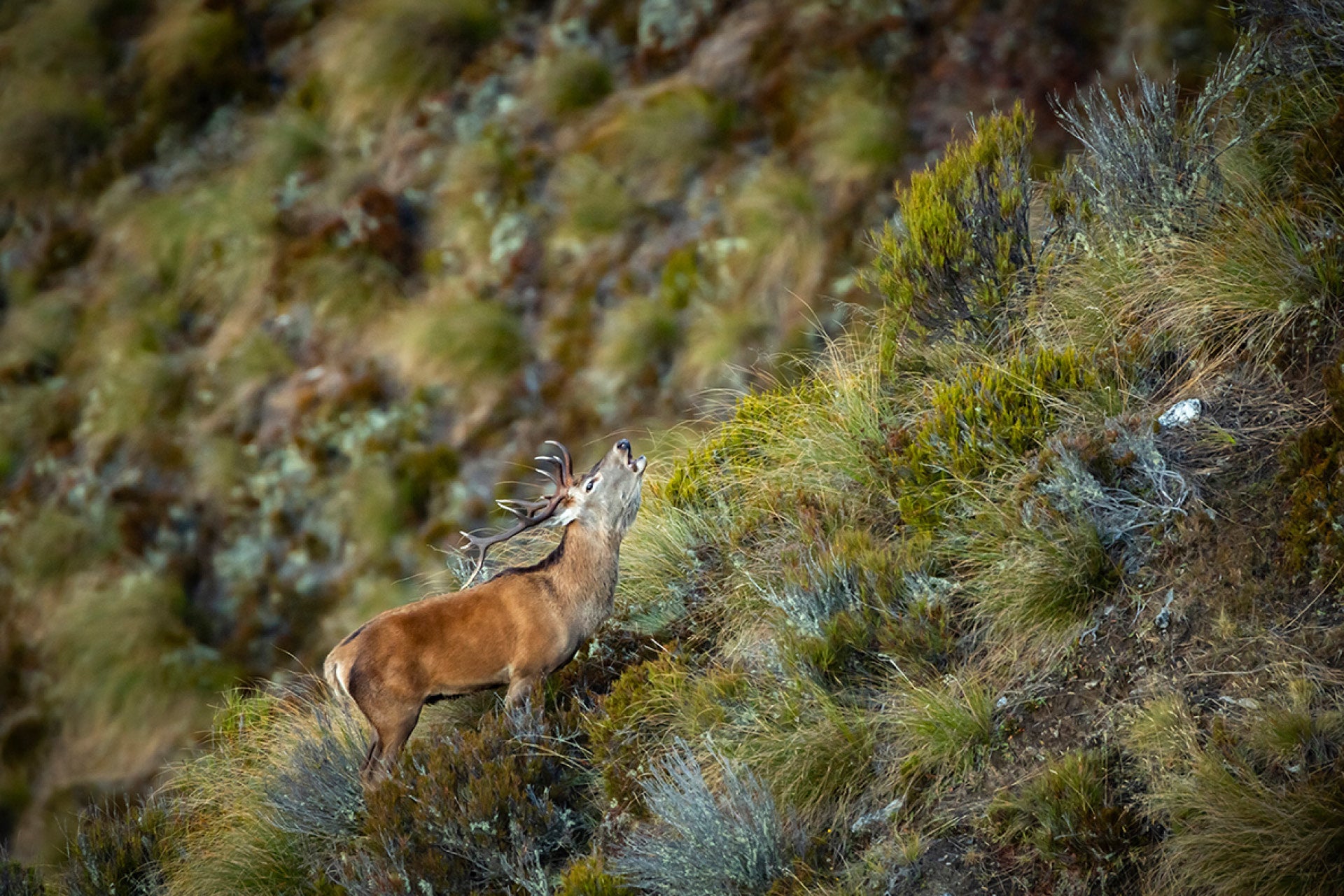 New Zealand Red Stag wall print