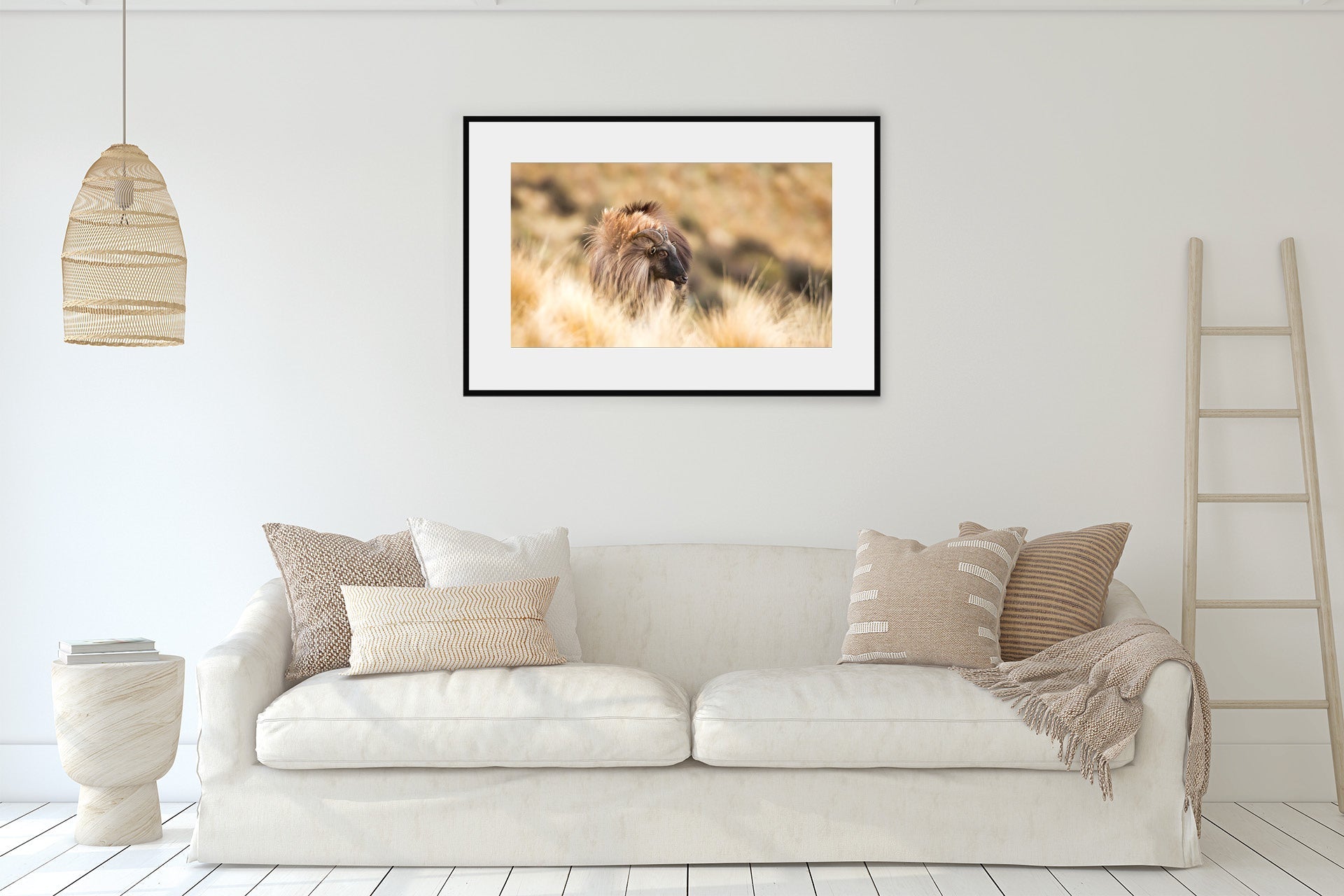 NZ Tahr framed for your wall