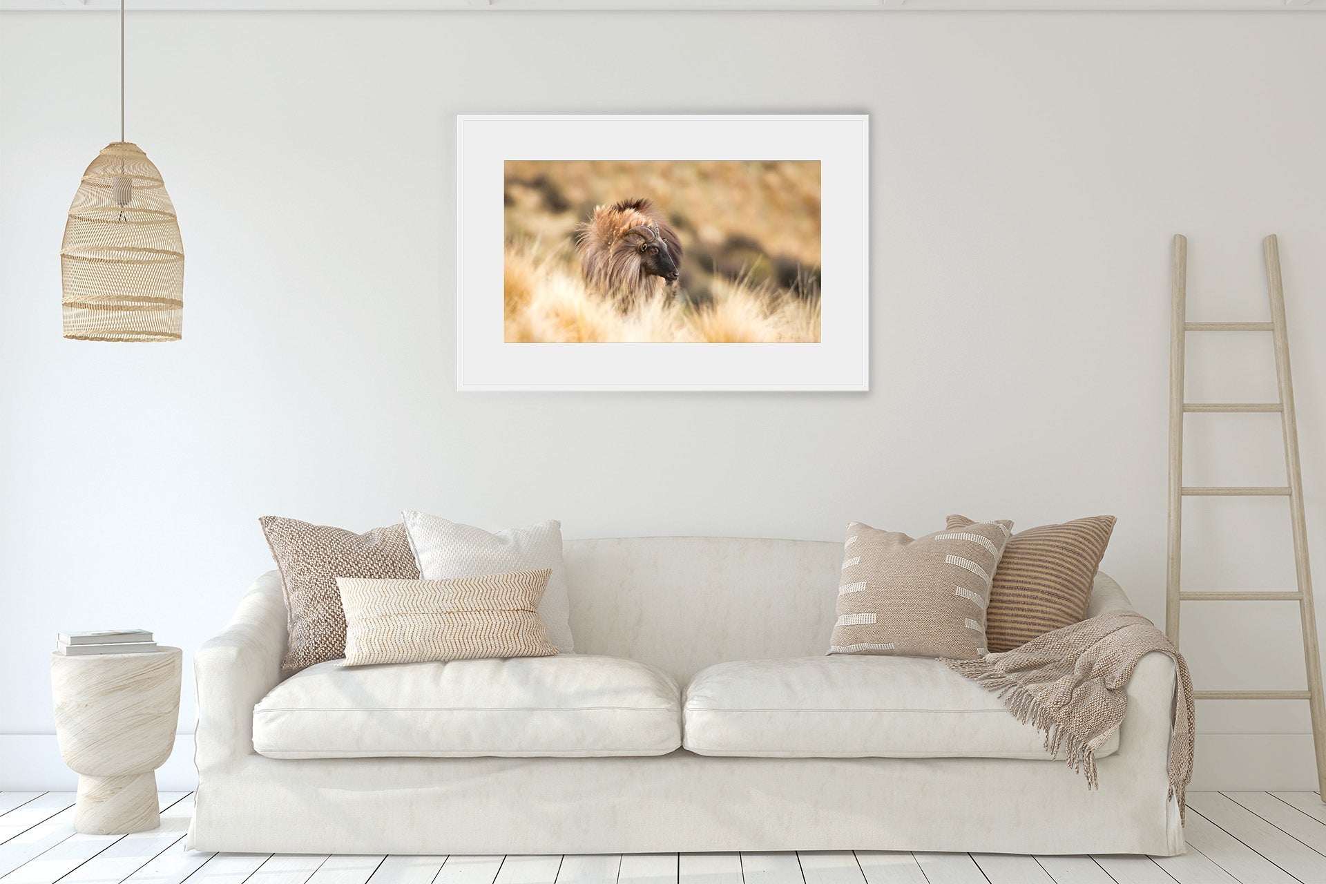 NZ Tahr photo for your wall