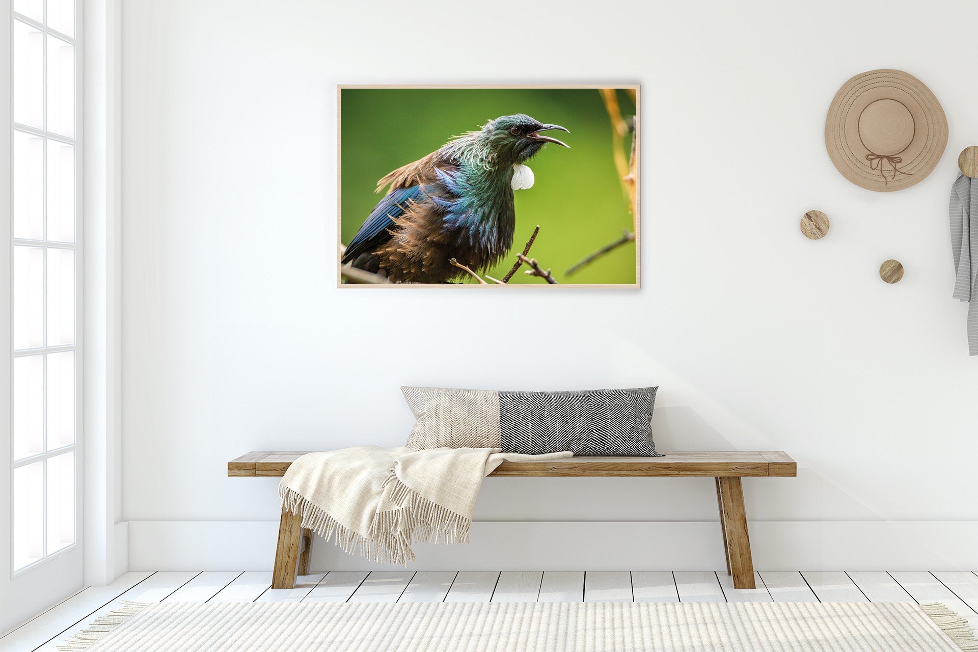 New Zealand native bird photo images