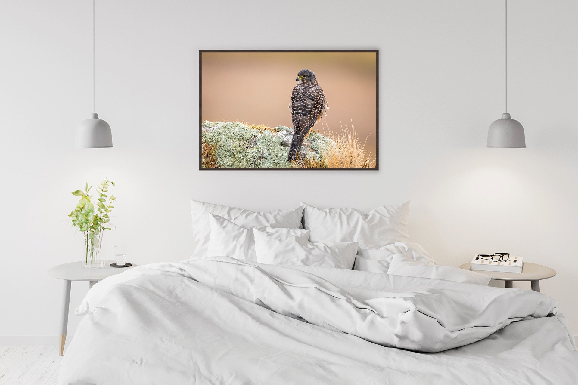 New Zealand Falcon photograph
