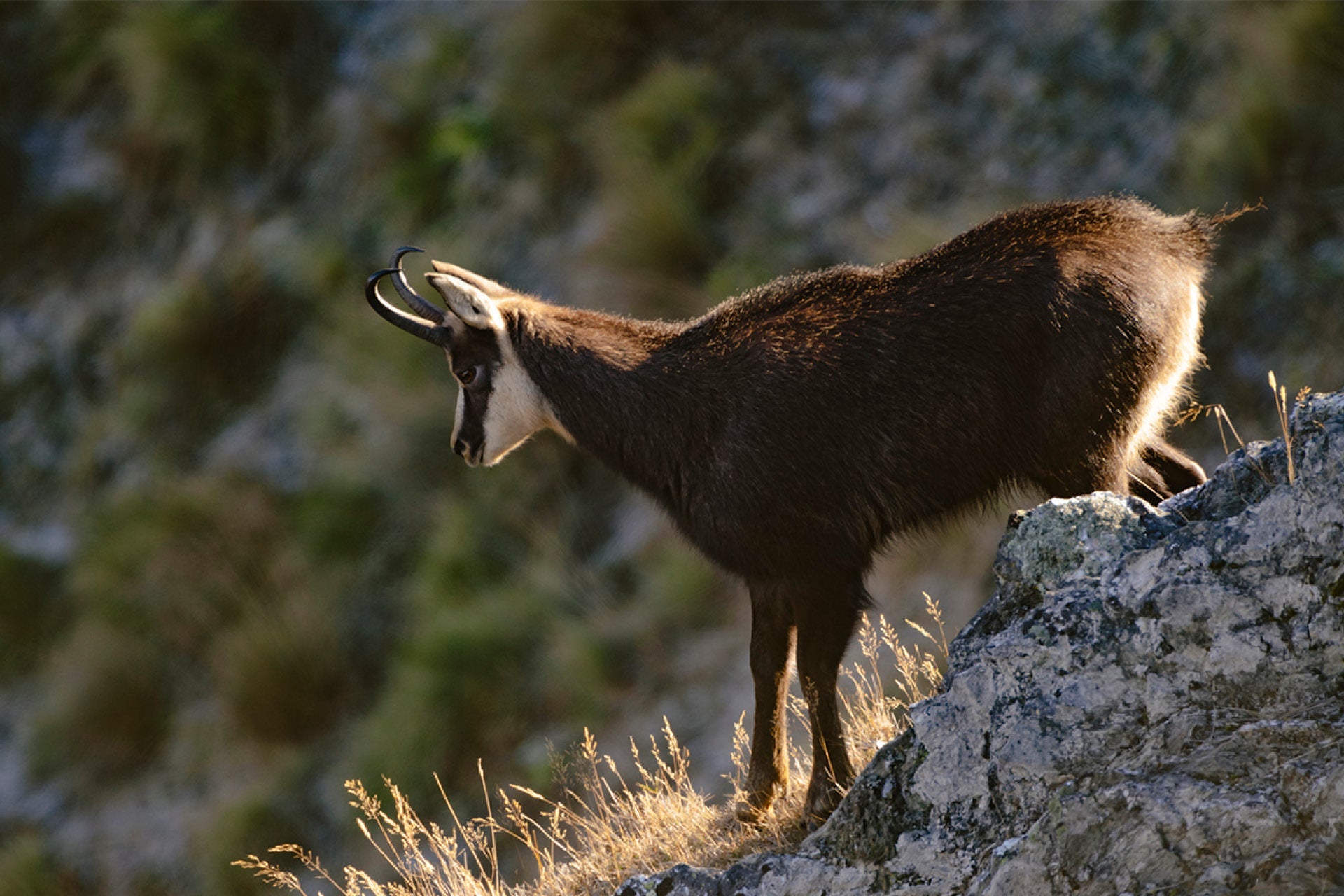 Chamois Buck print