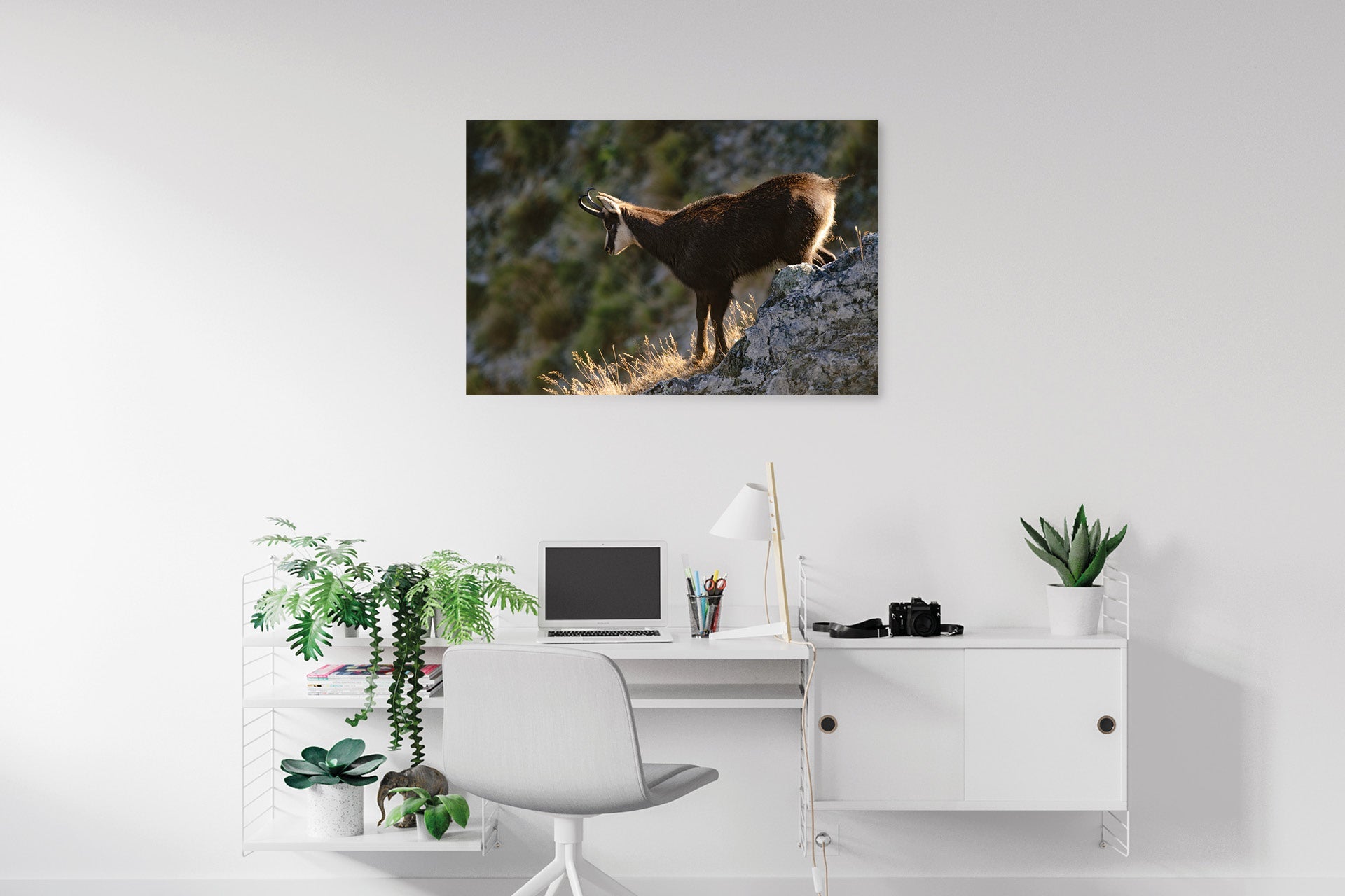 Chamois Buck print