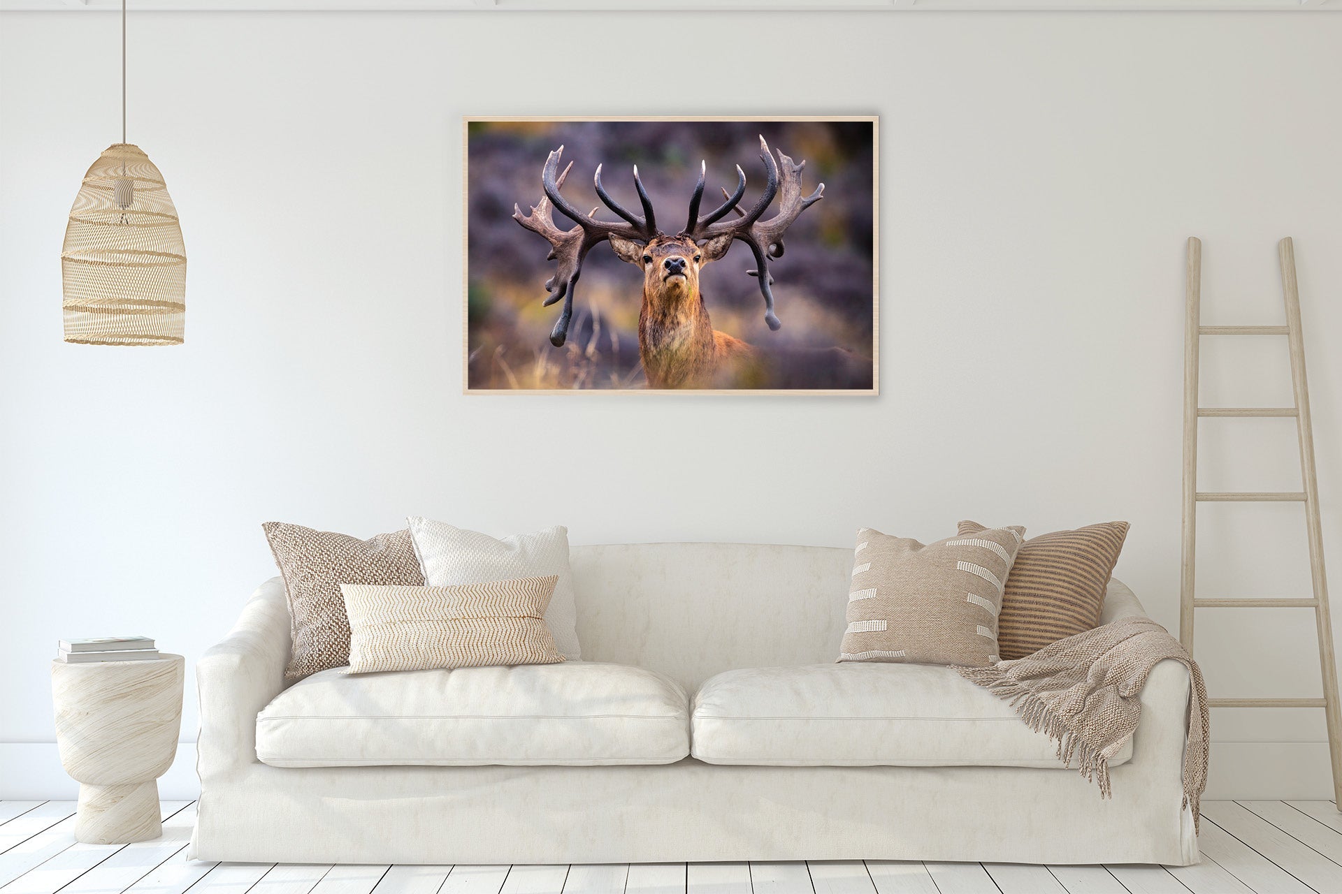 New Zealand Red Stag framed photo
