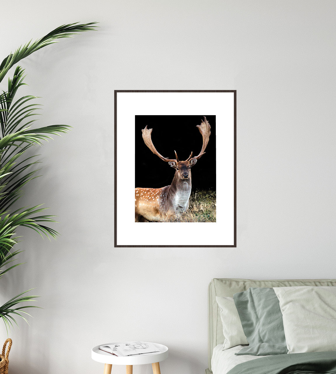 New Zealand fallow buck photography print