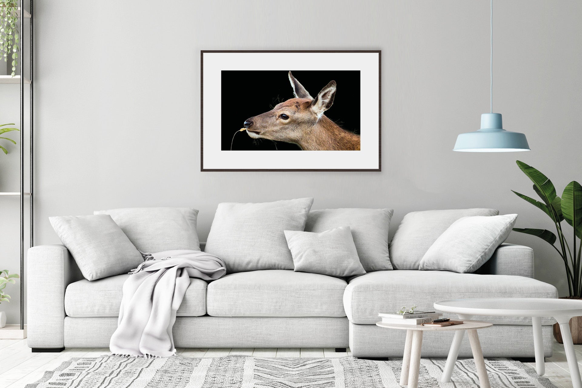 New Zealand red deer fawn image