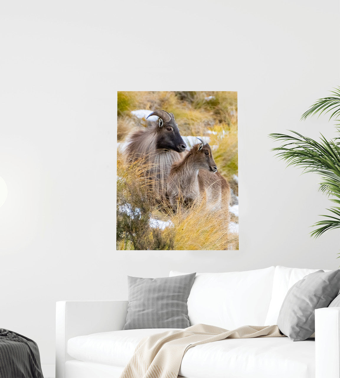 Himalayan Tahr wall photo