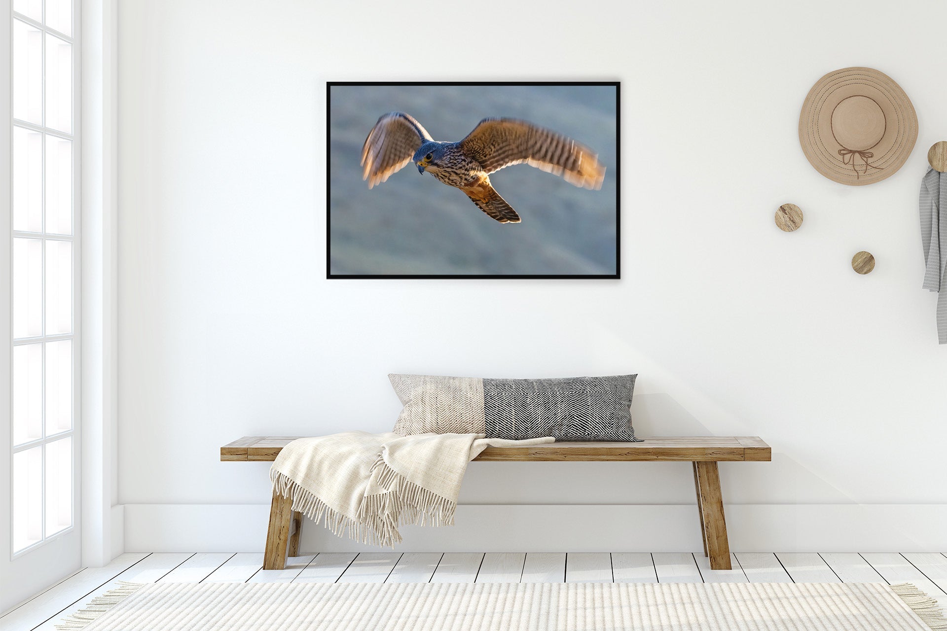 new zealand falcon wall print image