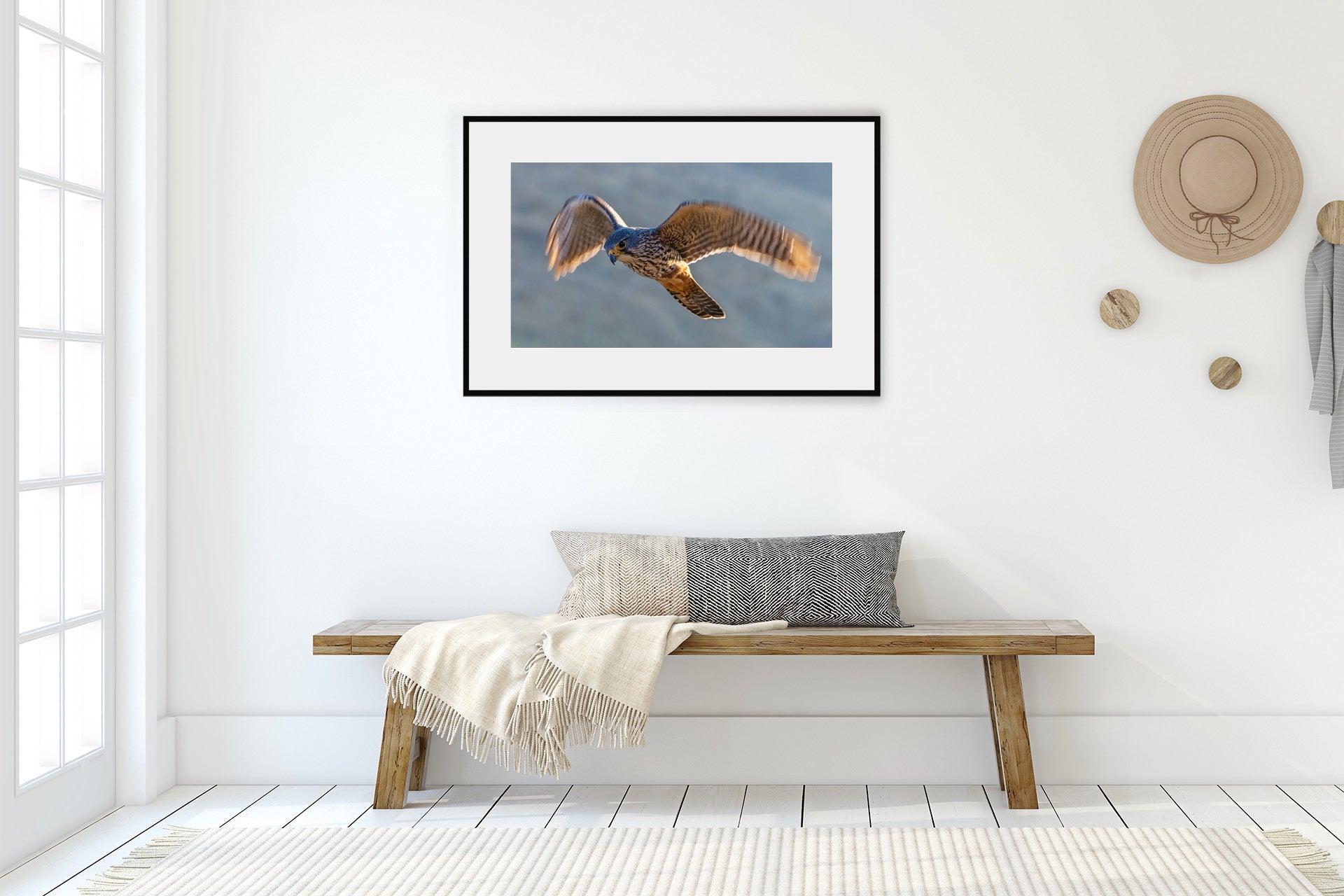 new zealand falcon wall print image