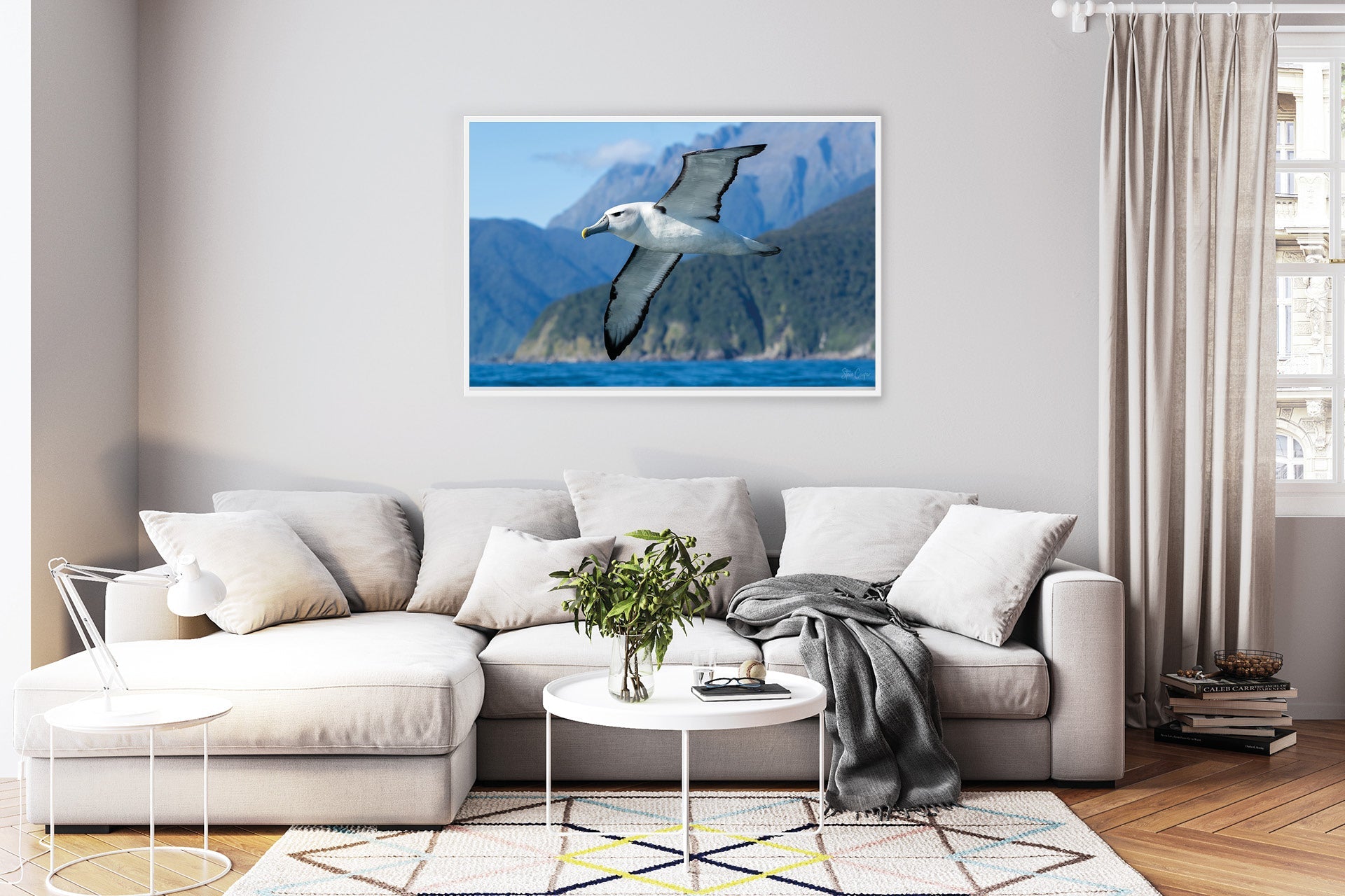 Fiordland Bullers Mollymawk