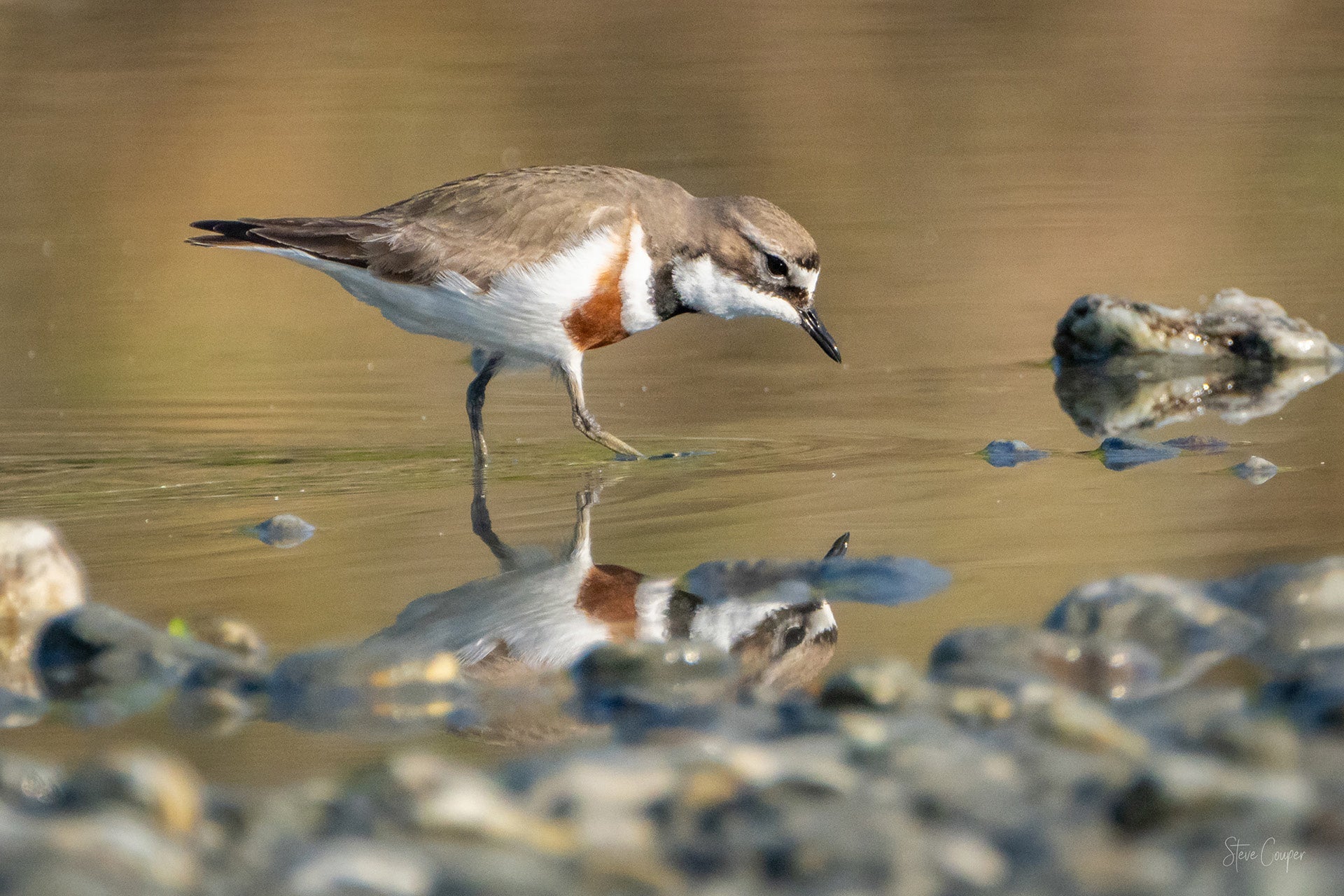 New Zealand Banded Dotterel (Charadrius bicinctus) foraging along braided river margins in a South Island landscape