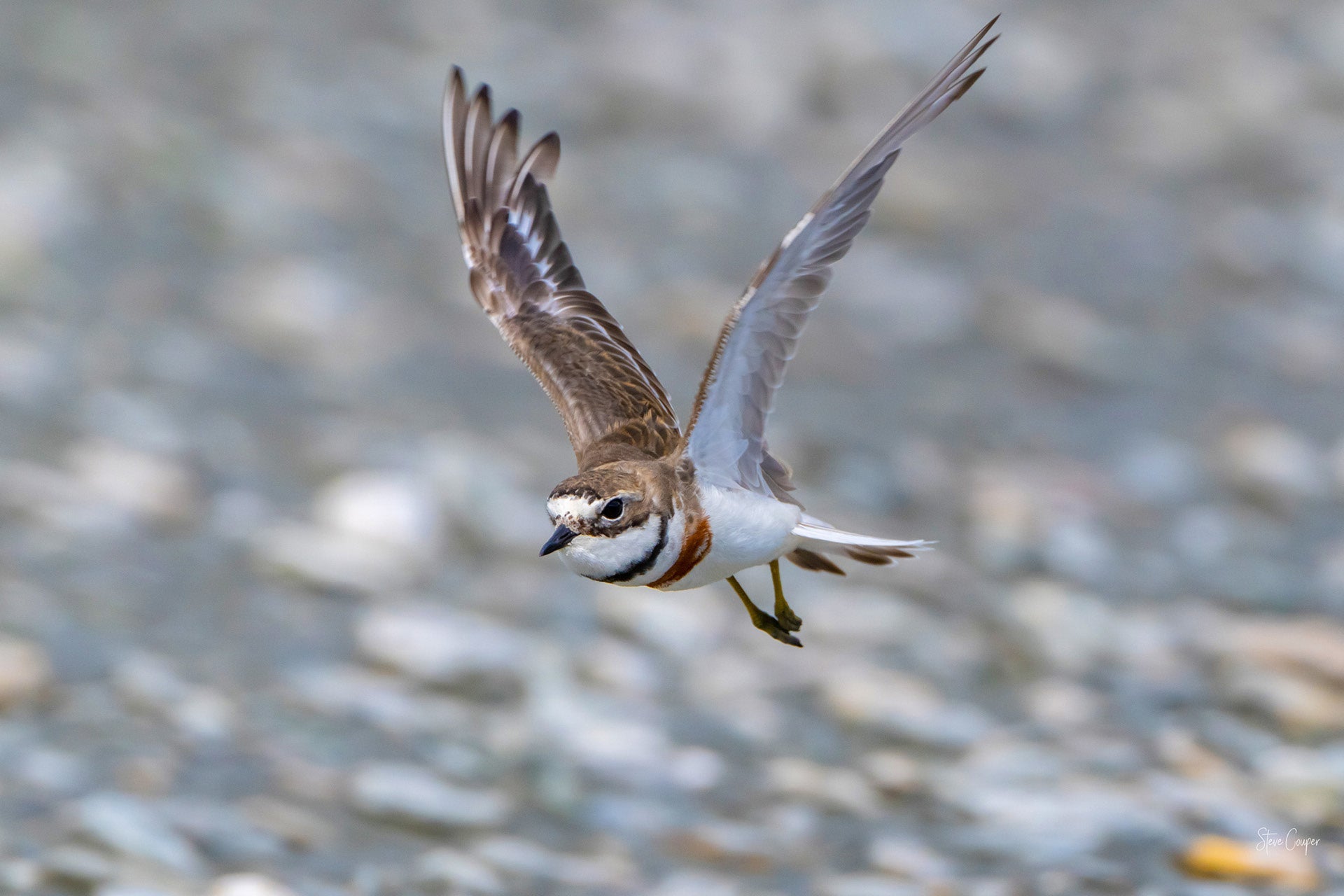New Zealand Banded Dotterel (Charadrius bicinctus) defending its nest along a coastal riverbed, perched with alert stance