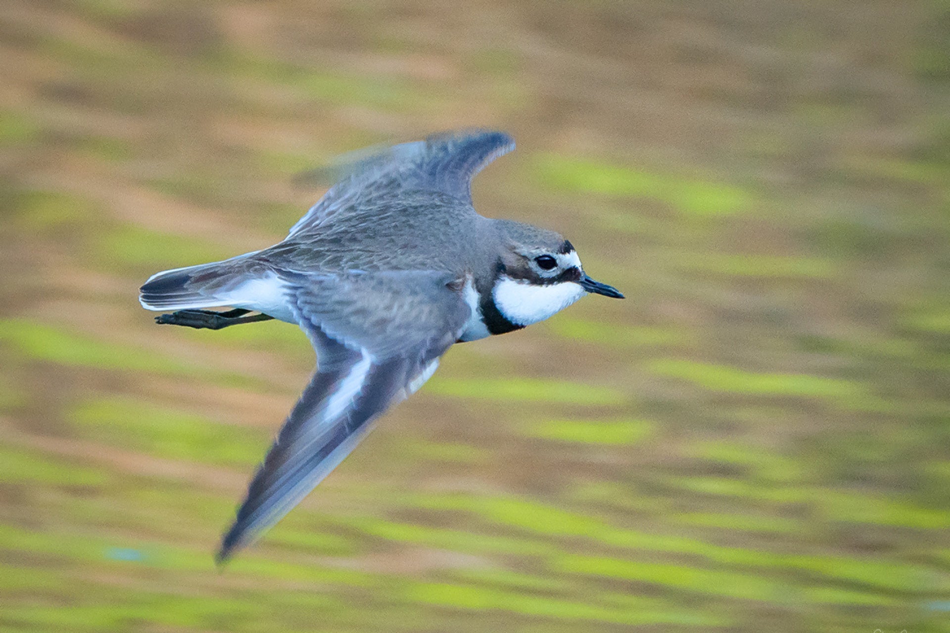 New Zealand Banded Dotterel (Charadrius bicinctus) flying on braided river gravels during breeding season, alert and poised