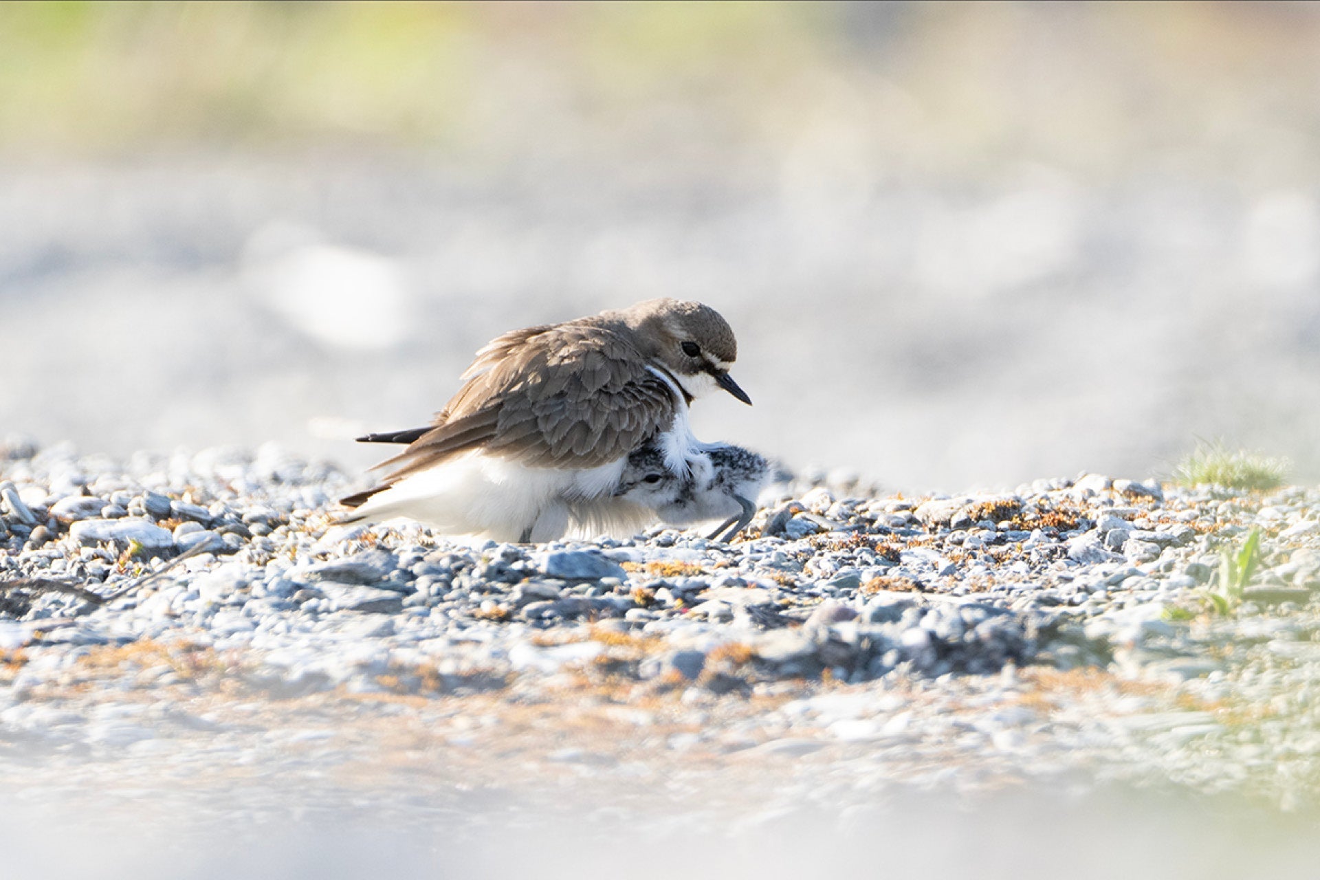 Vulnerable young New Zealand Banded Dotterel (Charadrius bicinctus) seeking maternal warmth on braided river gravels, highlighting protective family bonds in threatened habitats.