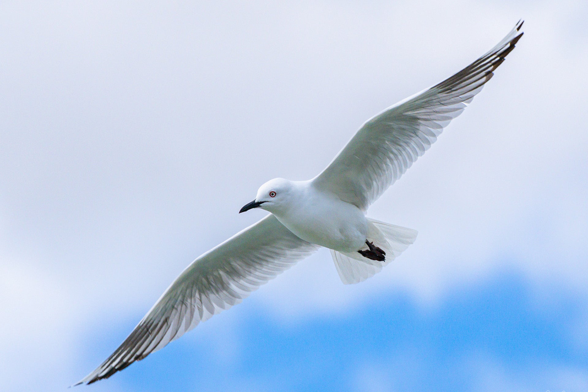 New Zealand Black-Billed Gull (Chroicocephalus bulleri) in flight over braided rivers during inland breeding season