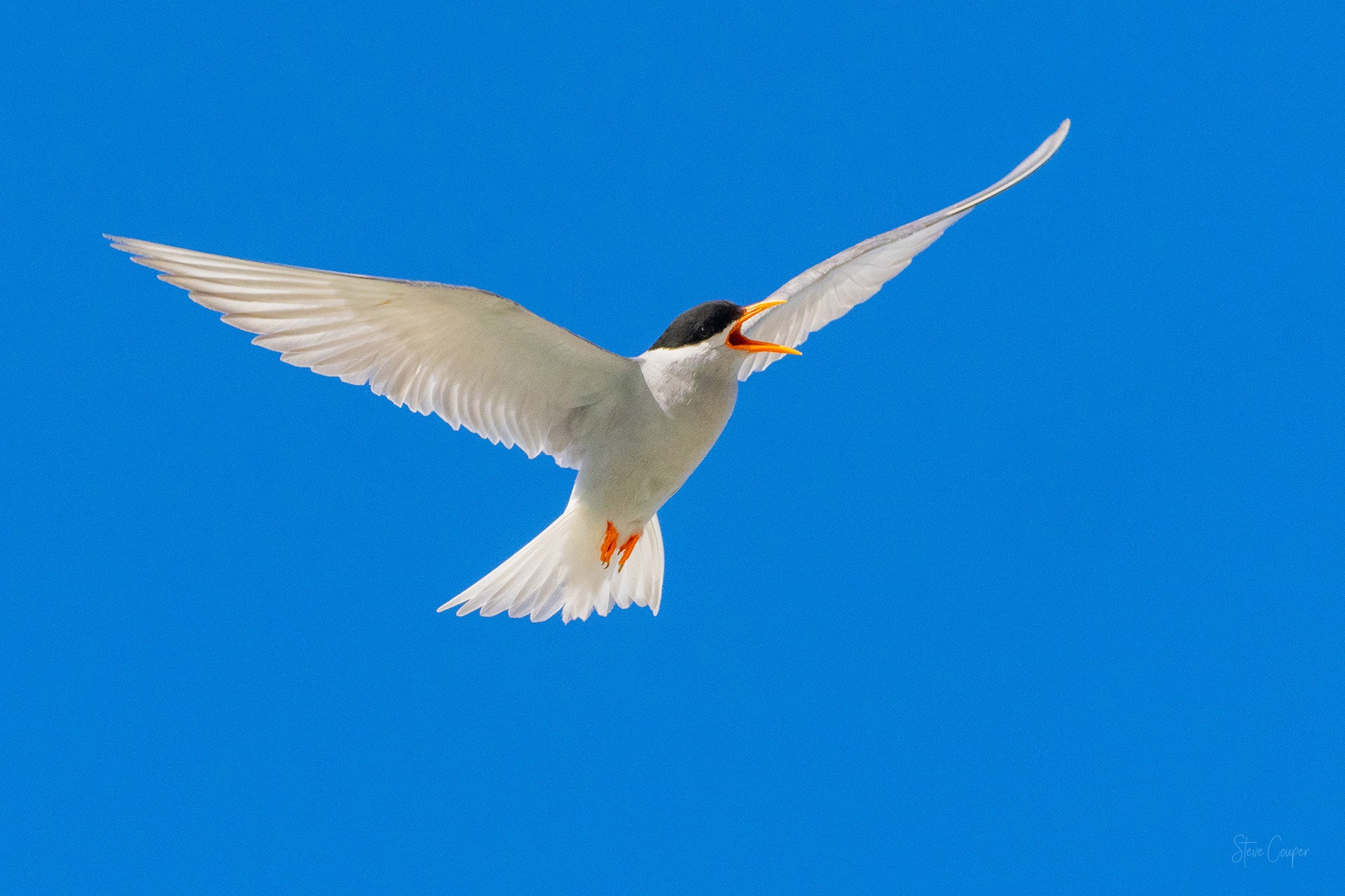New Zealand Black-fronted Tern (Chlidonias albostriatus) flying by braided rivers, showcasing distinctive dark cap and pale throat
