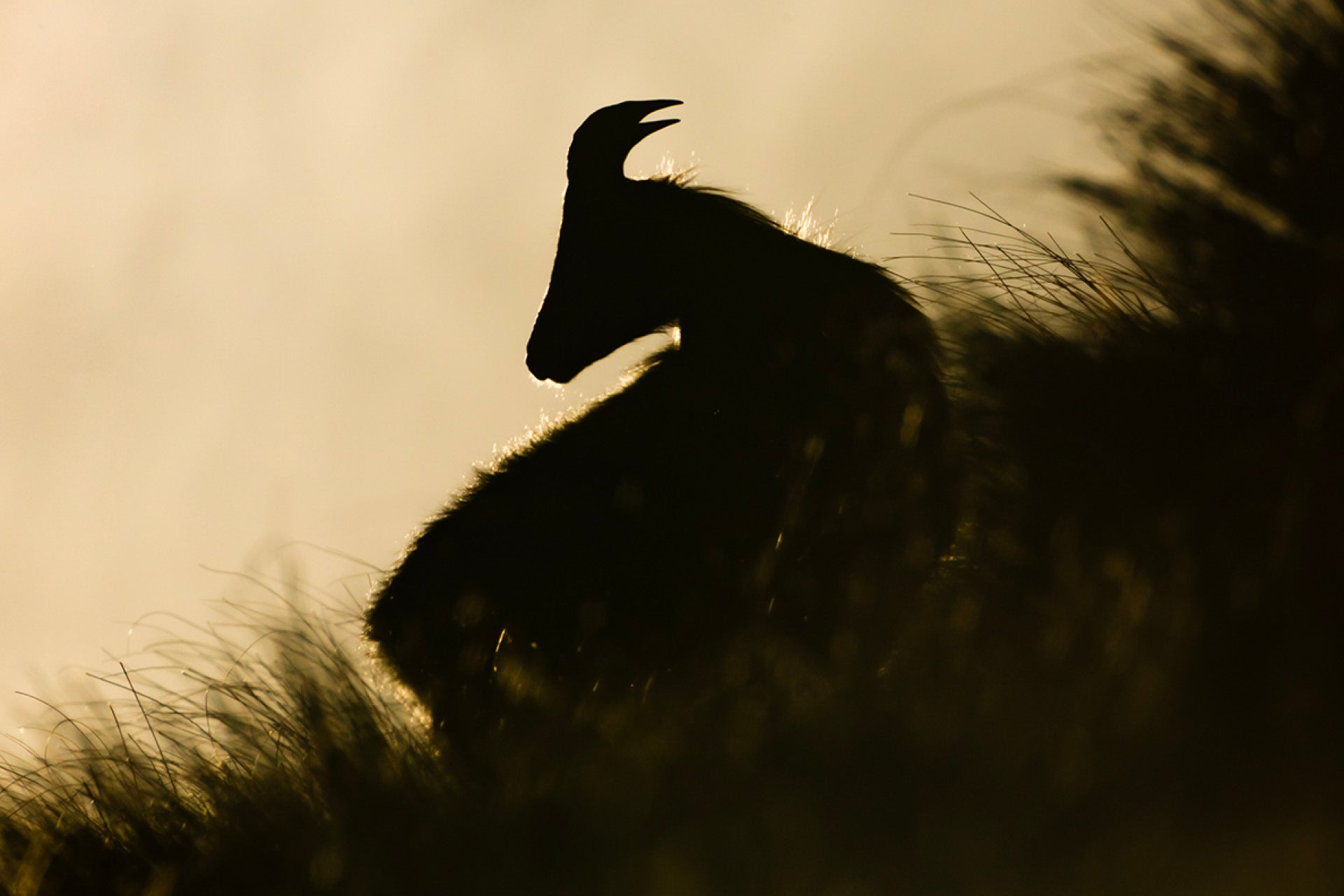 Intense backlit Himalayan Bull Tahr (Hemitragus jemlahicus) in New Zealand's Southern Alps, with ethereal glow from direct sun piercing the lens amid rugged peaks.