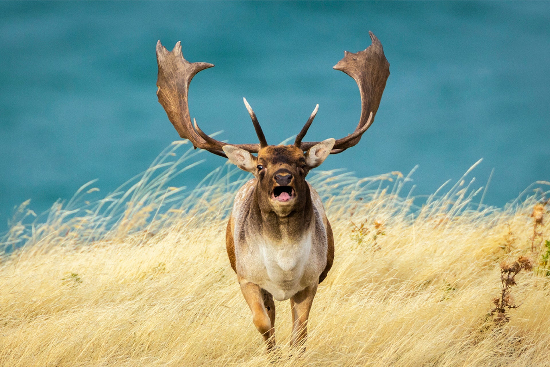 Feisty Croaking Fallow Buck (Dama dama) on rutting pad in New Zealand, bearing scars from fights and pursuits amid rugged terrain.