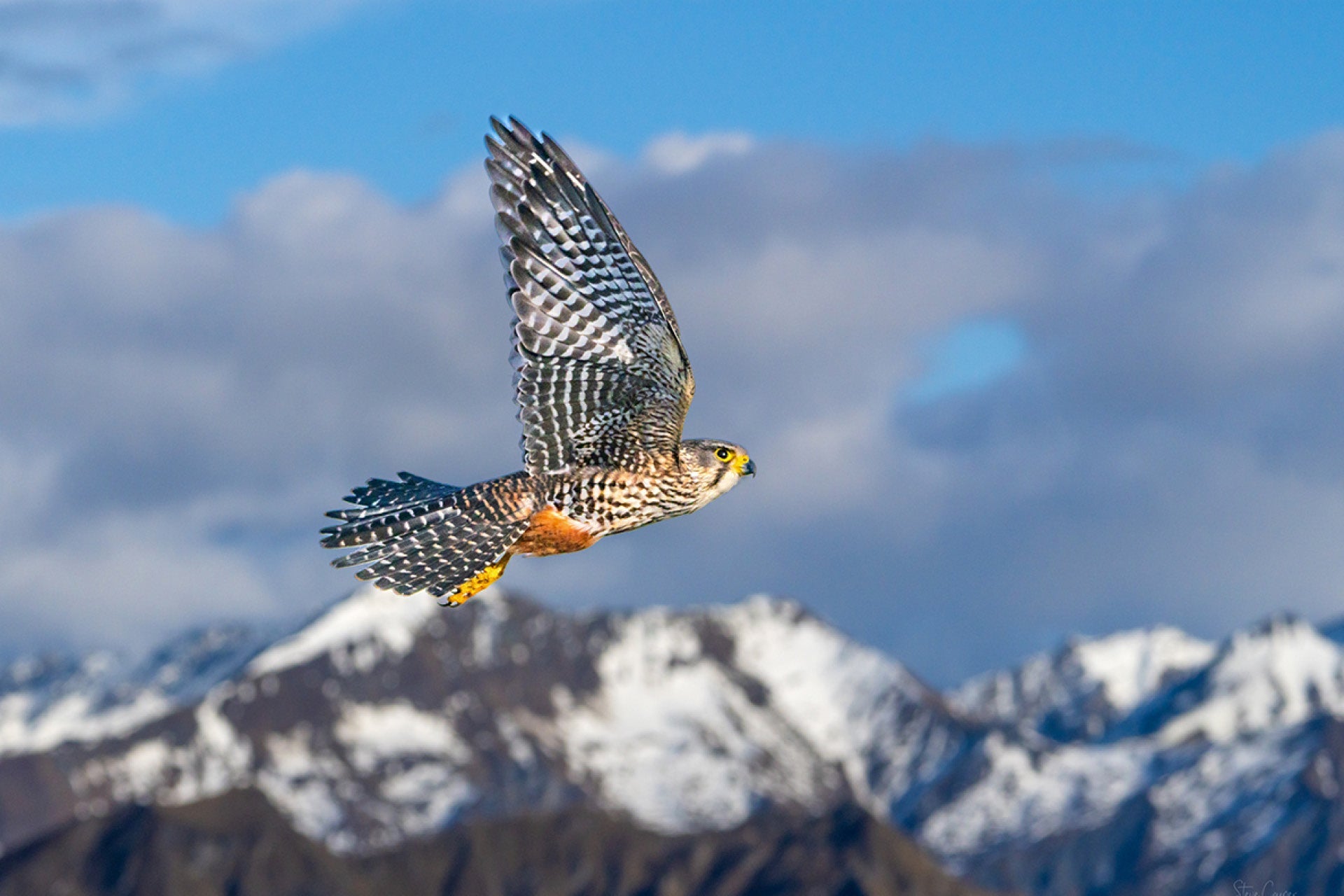 Swift New Zealand Falcon (Falco novaeseelandiae) in aerial pursuit of passerine prey over Skippers Canyon's dramatic rugged terrain in Queenstown
