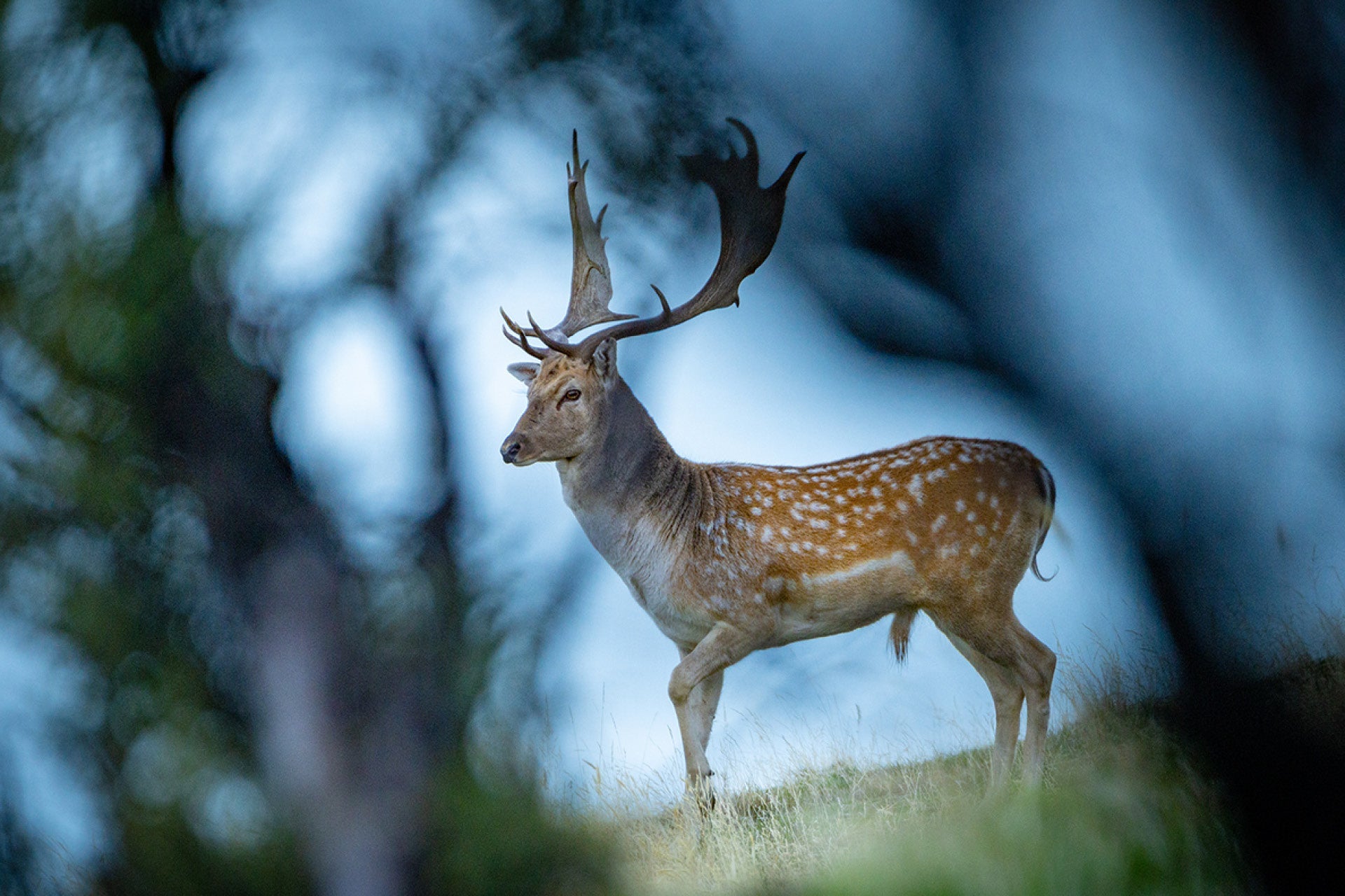 New Zealand fallow buck (Dama dama) in a forest-farmland edge, showing strong antlers and alert stance