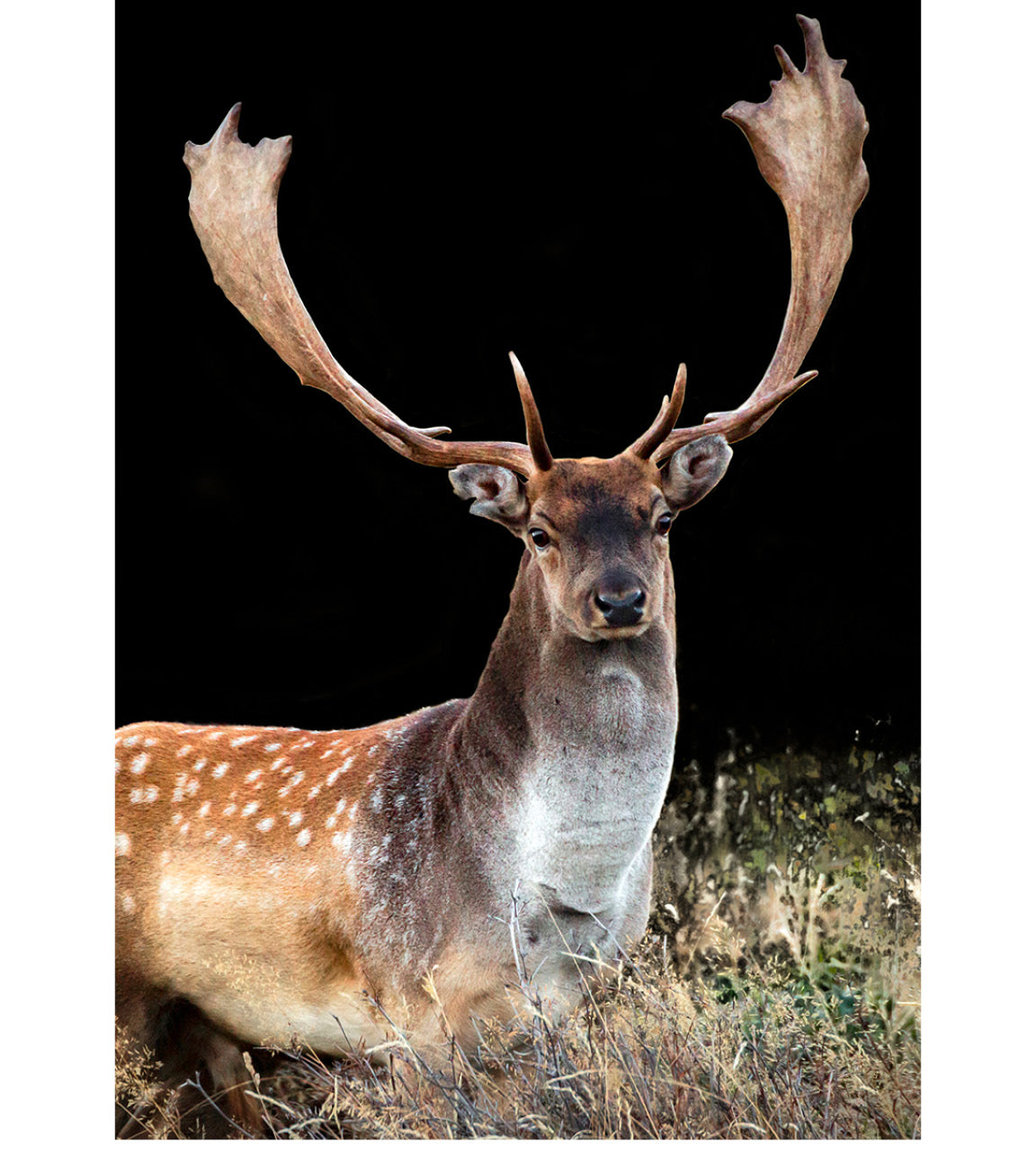 Seasoned New Zealand Fallow Buck (Dama dama) defiantly holding territory during rut frenzy, with scarred ears from intense fights amid wild landscapes.
