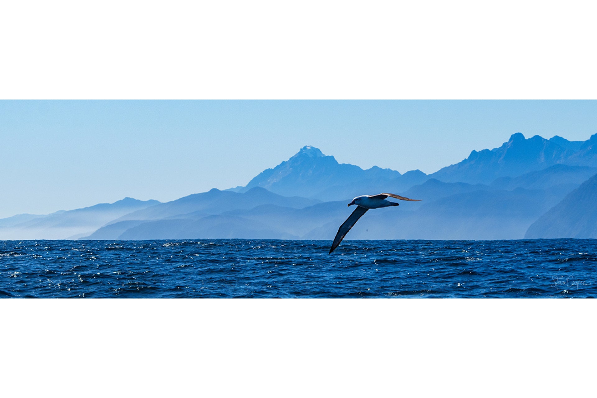 Graceful Fiordland Albatross (Thalassarche eremita) soaring on sea breezes over rugged West Coast waters in New Zealand's South Island, with dramatic coastal landscapes