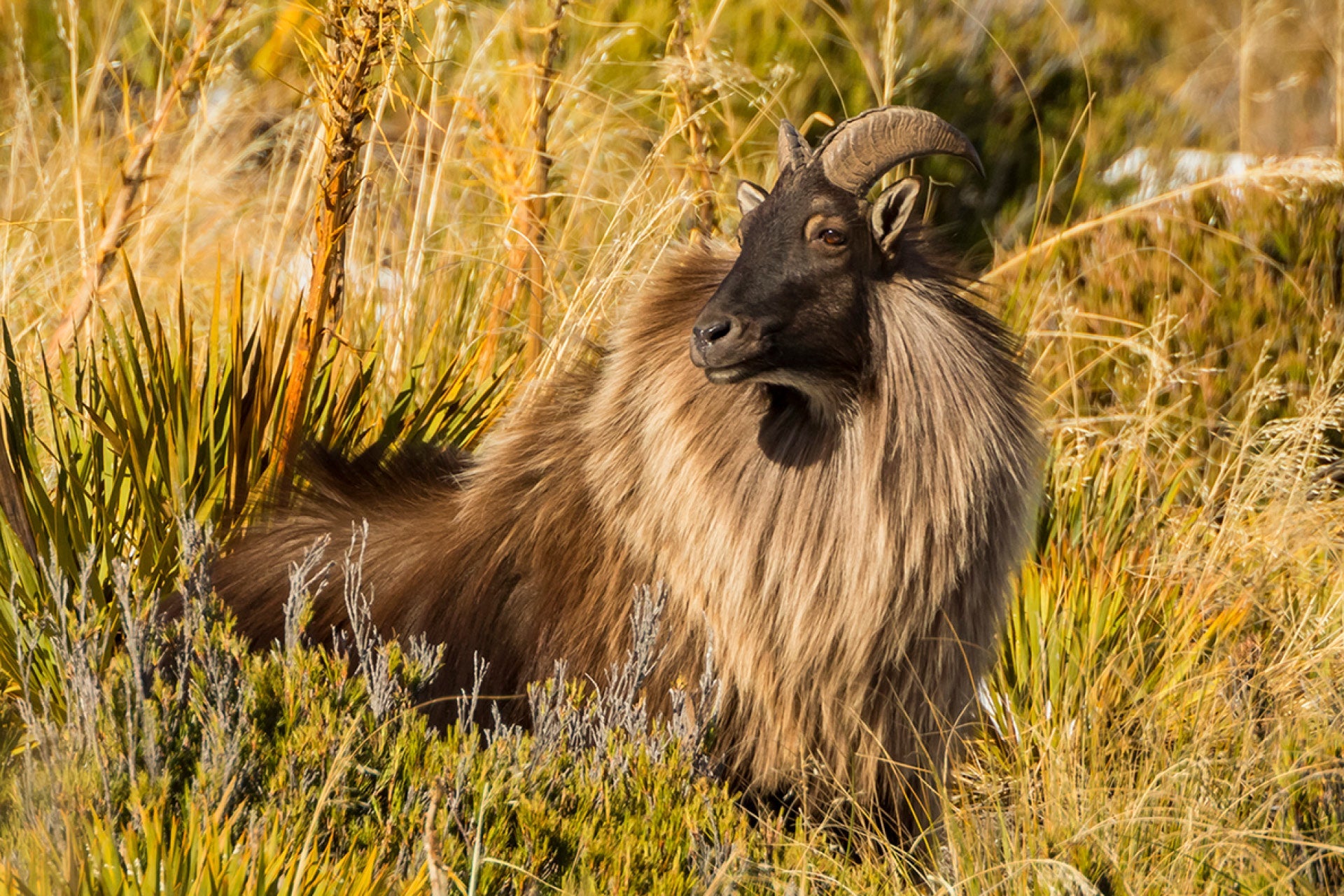 Powerful Himalayan Bull Tahr (Hemitragus jemlahicus) riveted on nanny during mating season in New Zealand's rugged alps, unaware of nearby observer.