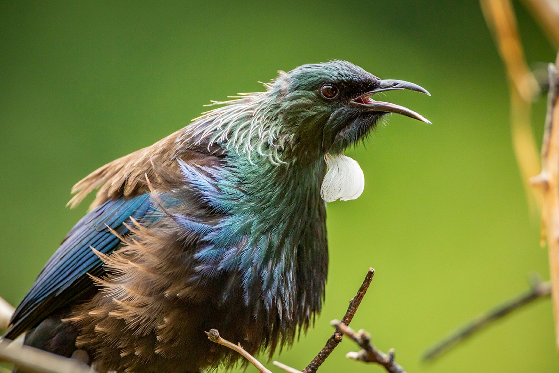 Male New Zealand Tui (Prosthemadera novaeseelandiae) singing his heart out with a stunning array of colors and melodies, a true native gem, captured by photographer Steve Couper – perfect for bird admirers seeking Aotearoa's enchanting beauty.