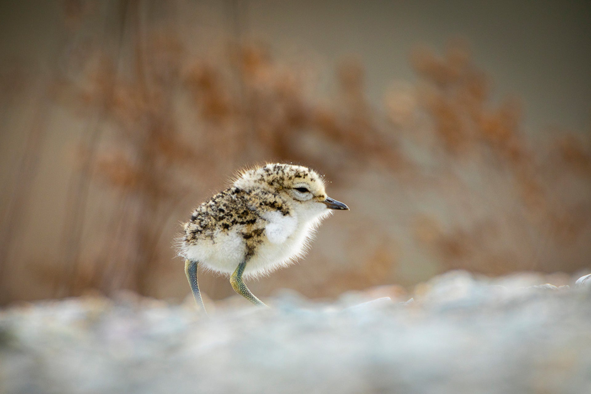 Delicate baby New Zealand Banded Dotterel chick halting motionless in instinctual defence at parent's warning against lurking predators, raw fragility in nascent life stirring empathy, captured by photographer Steve Couper – ideal for wildlife enthusiasts seeking Aotearoa's tender struggles.