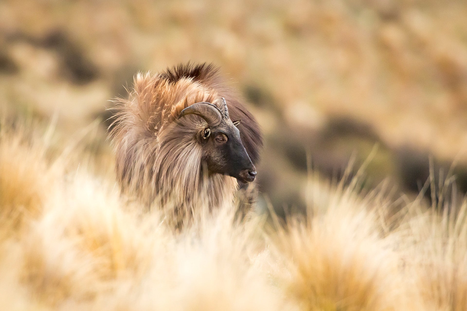 Imposing New Zealand Bull Tahr showcasing luxurious lion's mane in rut season with bird-like displays to captivate nannies, captured by photographer Steve Couper – ideal for wildlife enthusiasts seeking Aotearoa's unique alpine mating rituals.