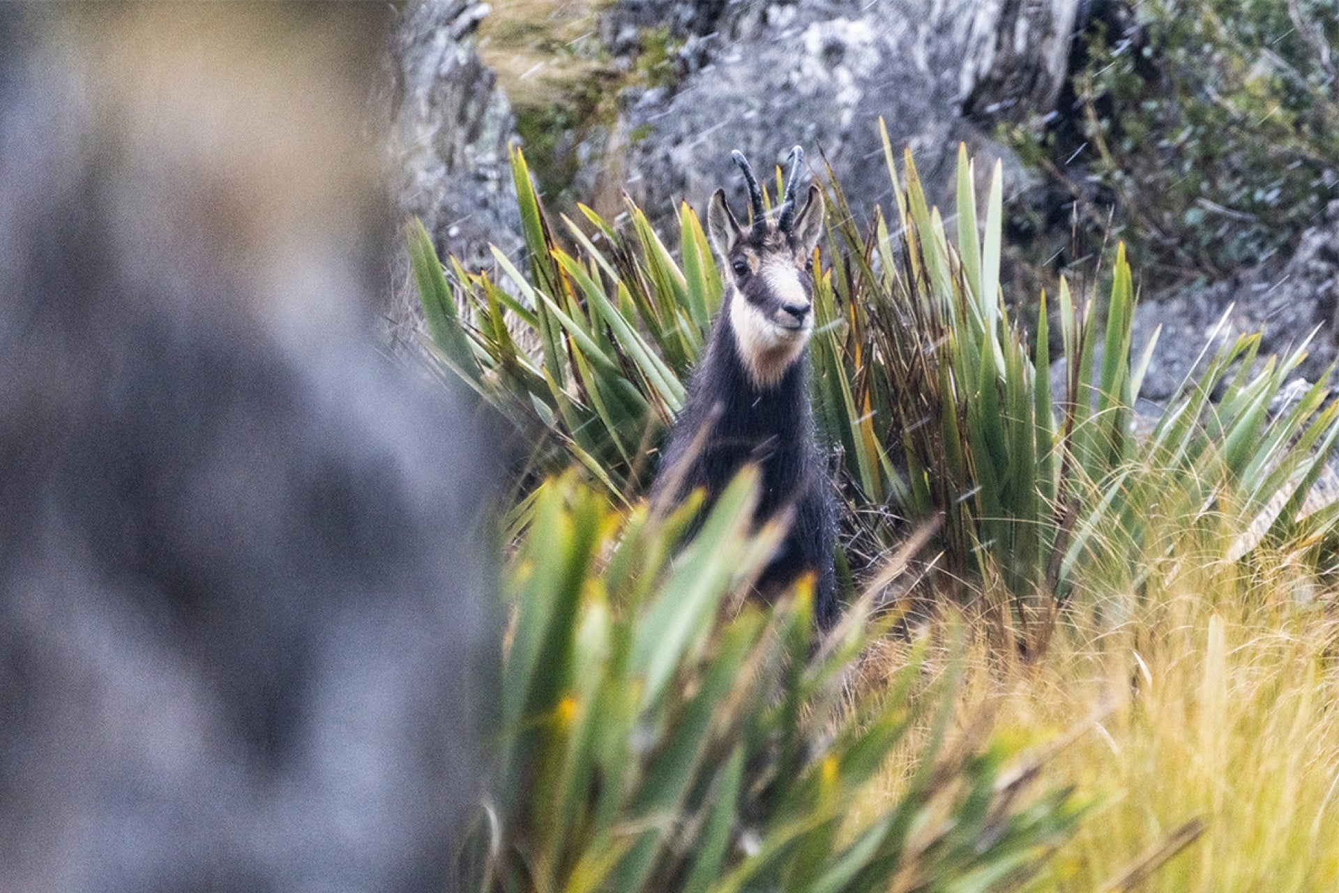 Majestic New Zealand Chamois Buck (Rupicapra rupicapra) in the challenging Southern Alps terrain, captured by photographer Steve Couper – ideal for wildlife enthusiasts admiring Aotearoa's alpine beauty.