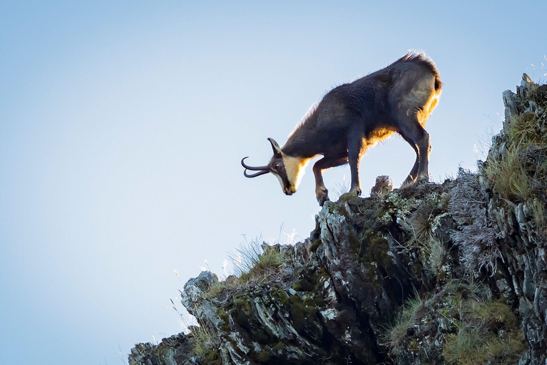 New Zealand Chamois Buck (Rupicapra rupicapra) foraging on a precipitous Southern Alps ridge with low morning sun accentuating hair tips and physique, captured by photographer Steve Couper – ideal for adventure seekers seeking Aotearoa's rugged beauty.