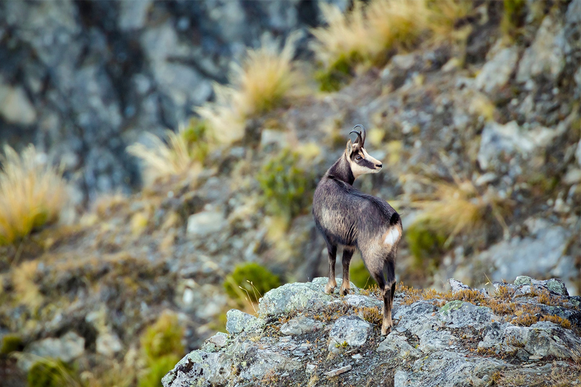 Mature New Zealand Chamois Buck (Rupicapra rupicapra) traversing challenging Southern Alps terrain with agile ease during rut season, captured by photographer Steve Couper – perfect for alpine wildlife enthusiasts seeking Aotearoa's beauty.