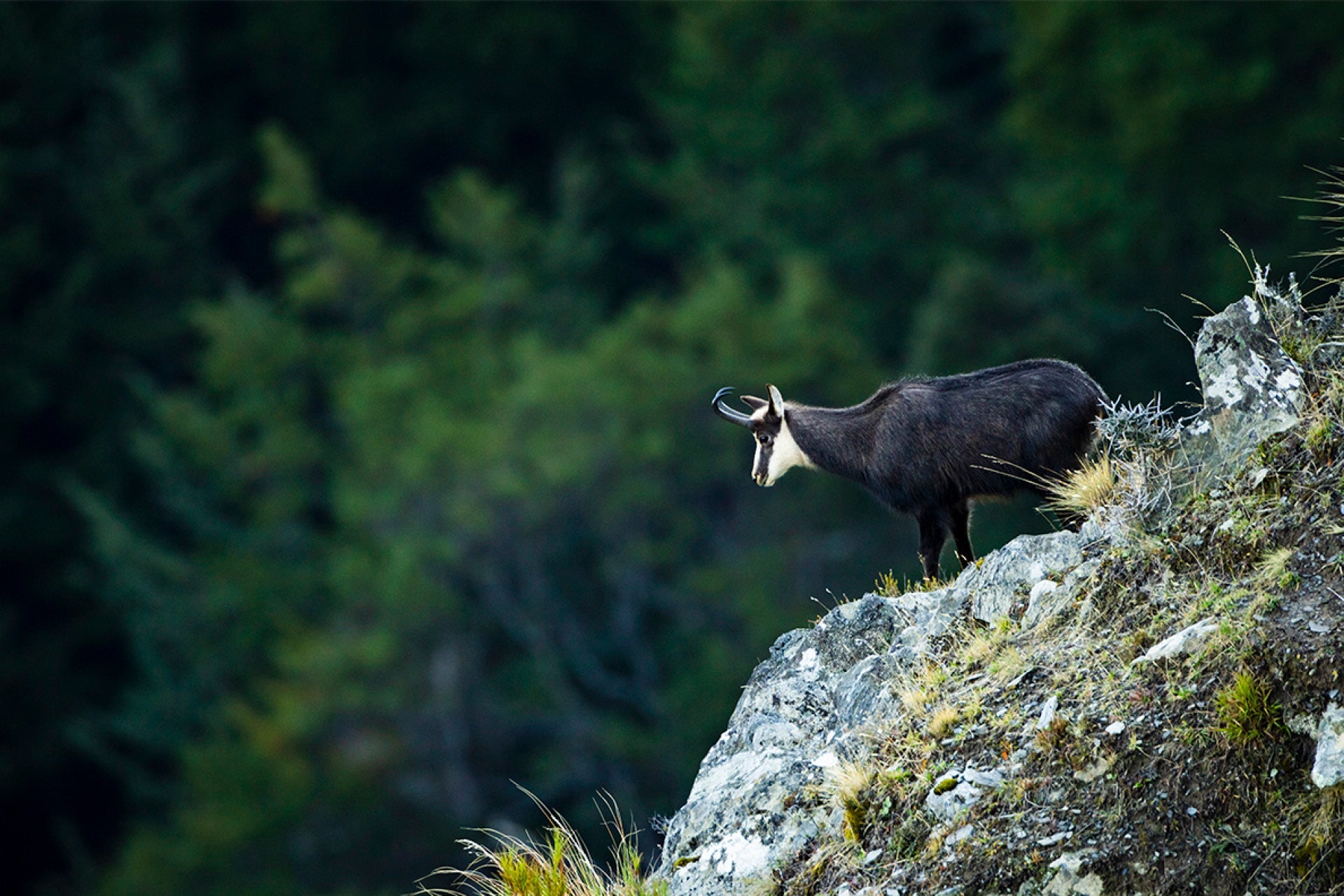 Striking New Zealand Chamois Buck in thick dark winter coat, resilient form against snowy backdrops in harsh alpine winters, captured by photographer Steve Couper – ideal for wildlife enthusiasts seeking Aotearoa's adapted beauty.