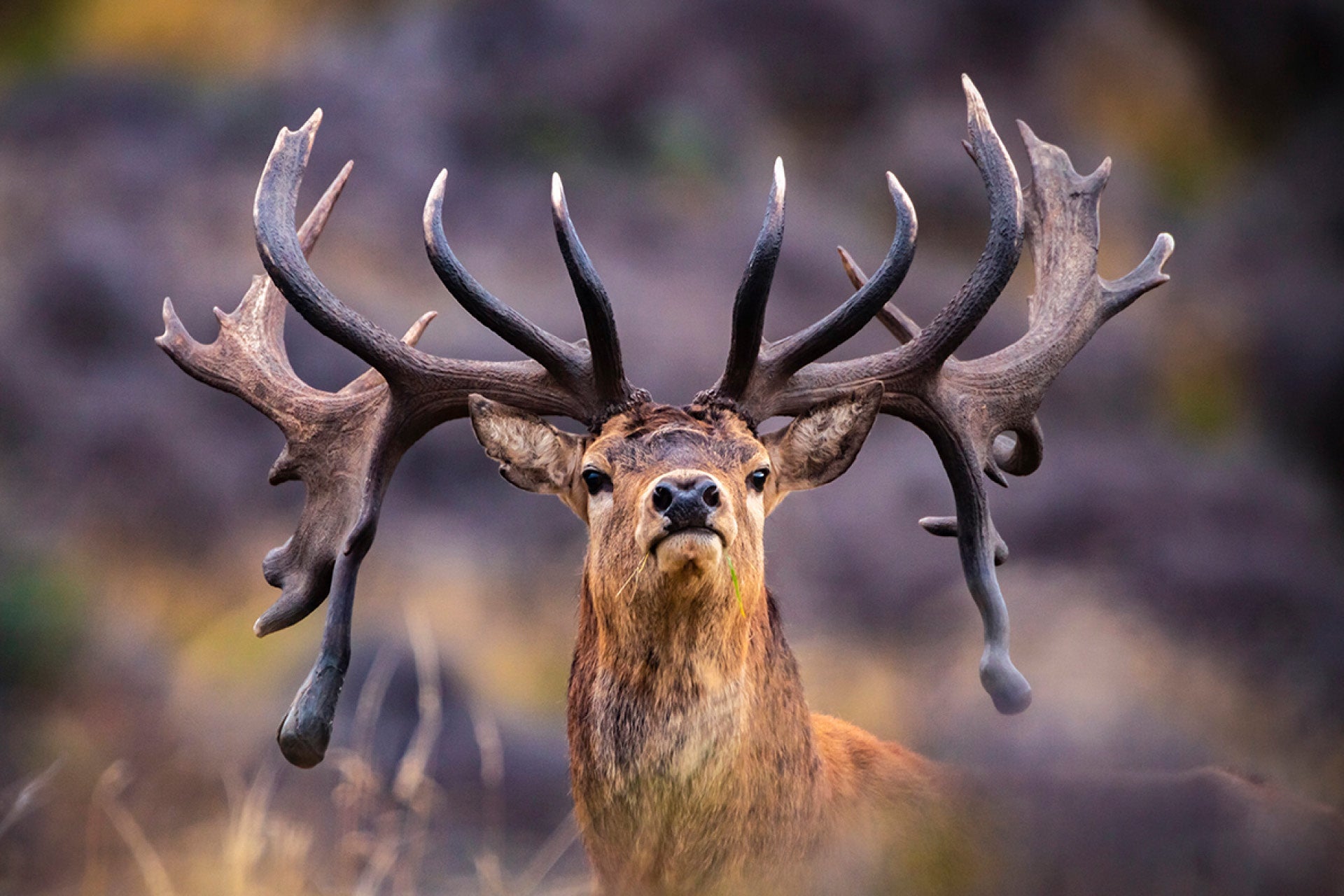 Colossal New Zealand Red Stag (Cervus elaphus) embodying unbridled strength with massive antlers and commanding presence dominating the landscape, pinnacle of wild prowess in majestic stride, captured by photographer Steve Couper – ideal for wildlife enthusiasts seeking Aotearoa's awe-inspiring kings.