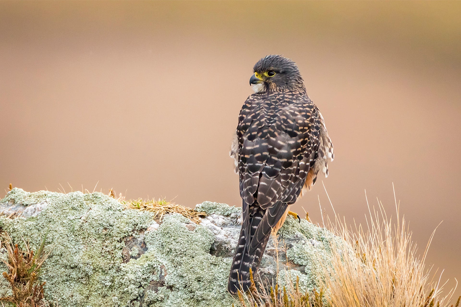 Perched boldly, New Zealand Falcon scanning domain with unyielding gaze, undaunted and fixated on avian prey as swiftest creature in thrilling aerial pursuits, captured by photographer Steve Couper – ideal for bird enthusiasts seeking Aotearoa's precision power.