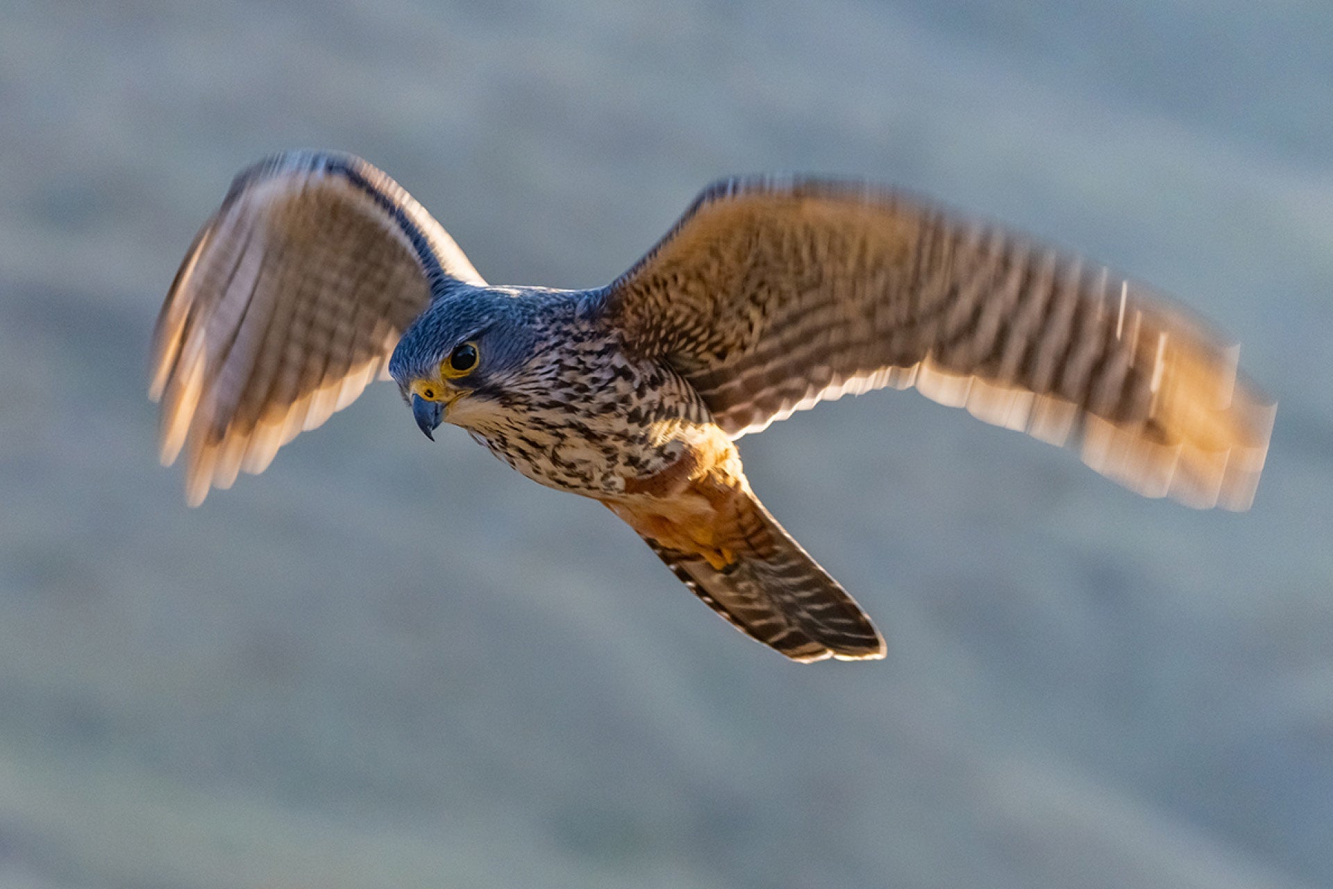 Resilient New Zealand Falcon (Falco novaeseelandiae) in flight over forests and farmlands, showcasing speed and agility amid recovery habitats
