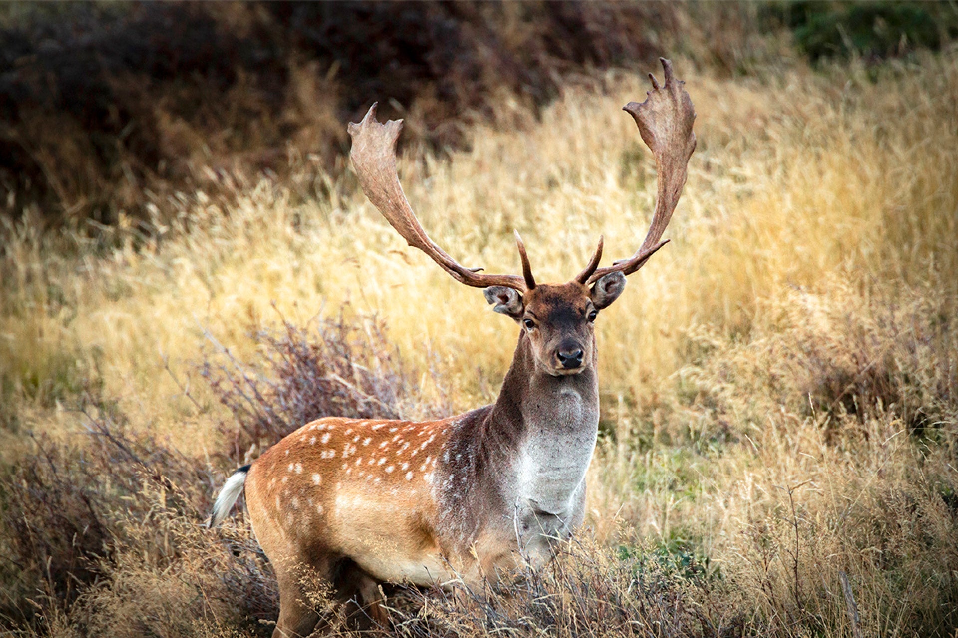 Agile New Zealand Fallow Buck (Dama dama) striding purposefully through the Southern Alps during rut season, captured by photographer Steve Couper – ideal for wildlife enthusiasts seeking Aotearoa's high-country drama.