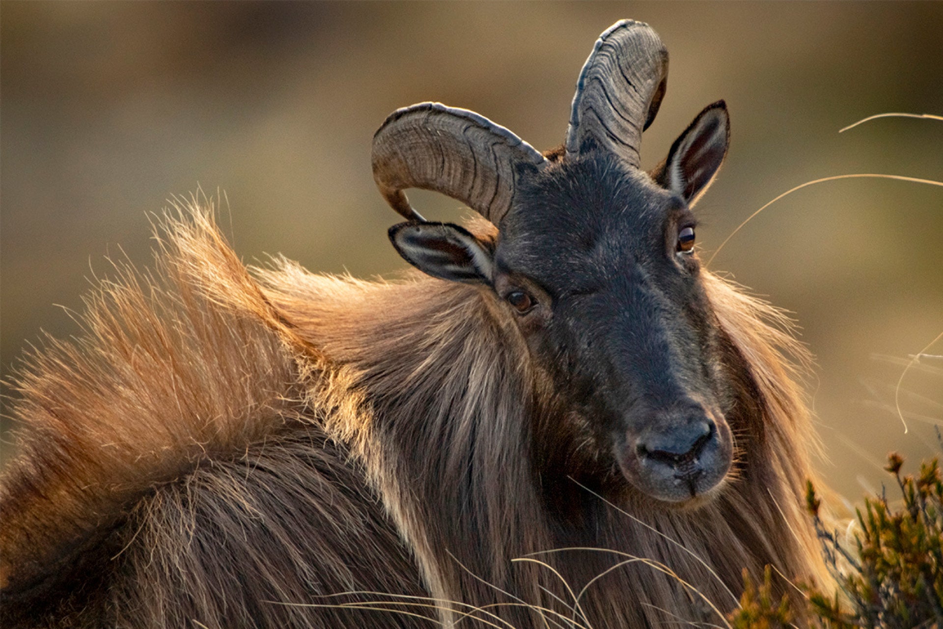 Himalayan Bull Tahr in fading sun's embrace with mane ignited in golden fire while feeding unaware below in mountains, serendipitous stealthy discovery highlighting alpine triumph, captured by photographer Steve Couper – ideal for wildlife enthusiasts seeking Aotearoa's nature surprises.
