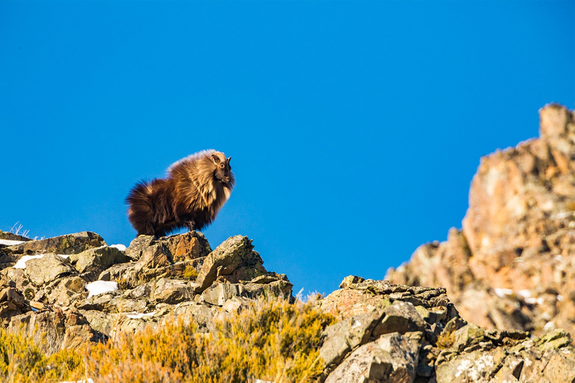 Seasoned Himalayan Bull Tahr navigating treacherous ridge in New Zealand's Southern Alps during rut season with alpine prowess and mating drive, pulsing with raw energy, captured by photographer Steve Couper – ideal for wildlife enthusiasts seeking Aotearoa's high-stakes terrain.