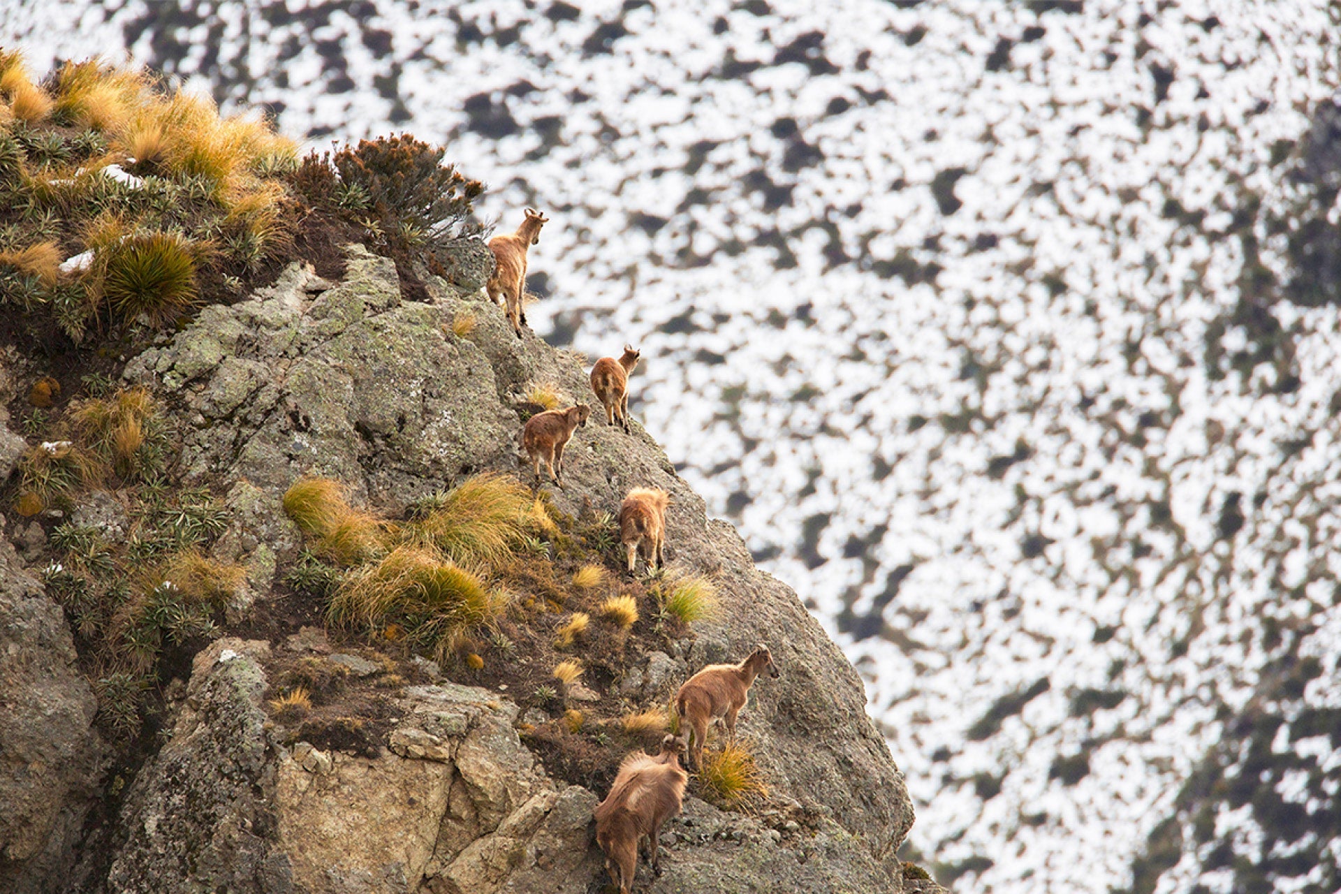 Resilient family group of Himalayan Tahr ascending daunting rock face in New Zealand's mountains, retreating to safe havens with sure-footed grace in harsh terrain, captured by photographer Steve Couper – ideal for wildlife enthusiasts seeking Aotearoa's mesmerising beauty.