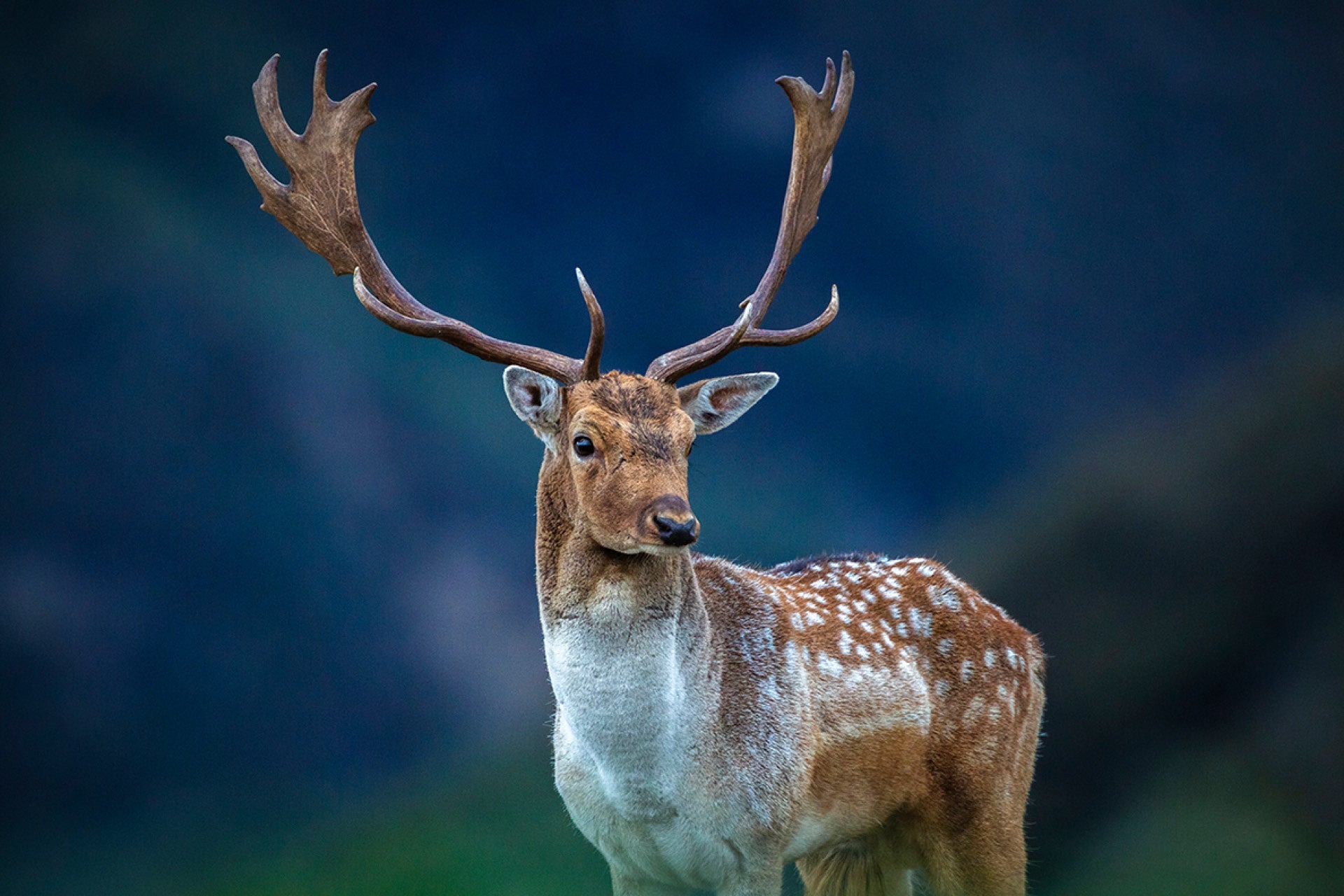 Mature New Zealand Fallow Buck (Dama dama) boldly enjoying a dawn feast on off-limits crops in a humorous glimpse of deer antics, captured by photographer Steve Couper – ideal for nature fans seeking Aotearoa's playful beauty.