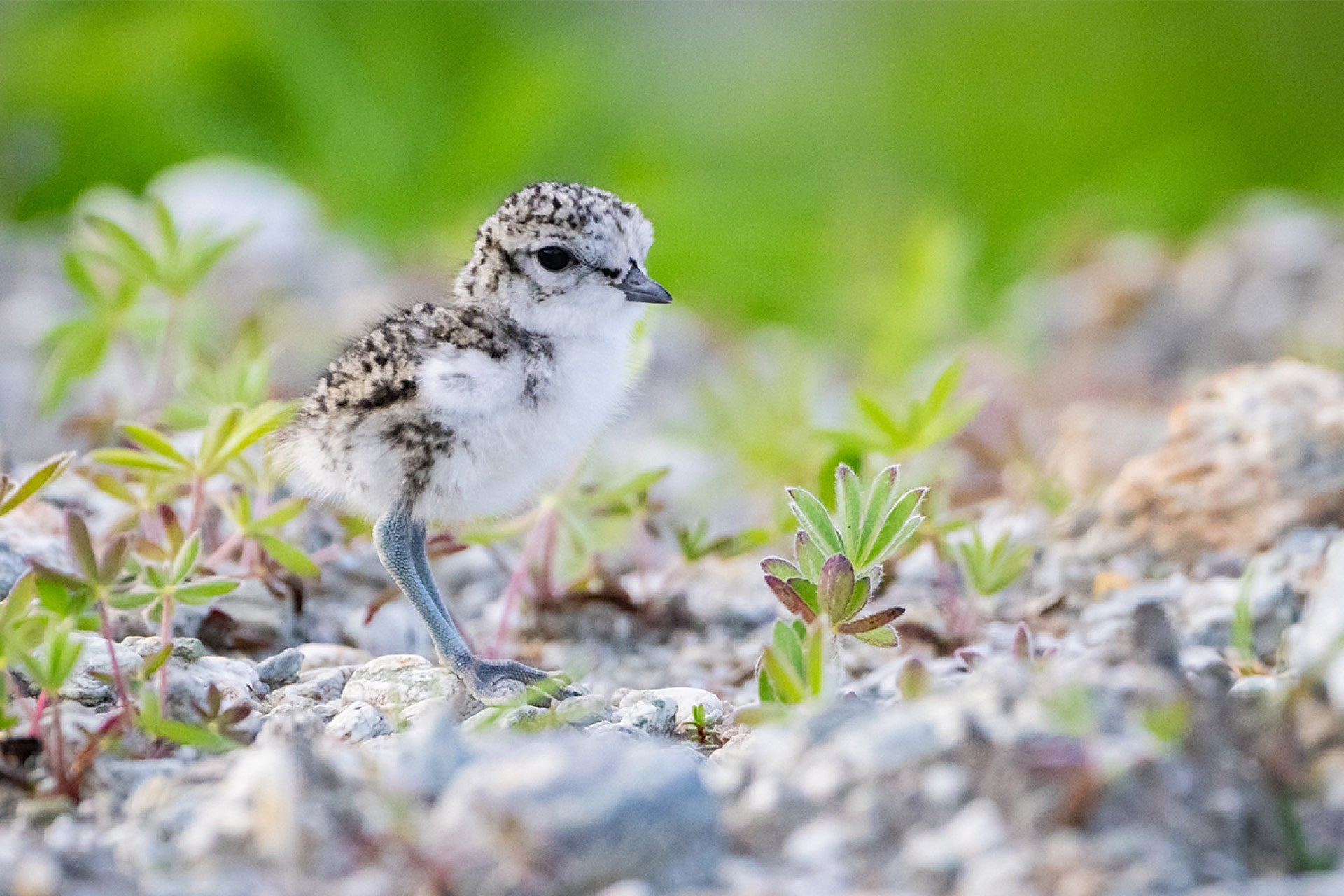 Fragile newborn New Zealand Native Banded Dotterel chick in vulnerable braided river habitats, a poignant conservation reminder, captured by photographer Steve Couper – ideal for bird lovers seeking Aotearoa's delicate beauty.