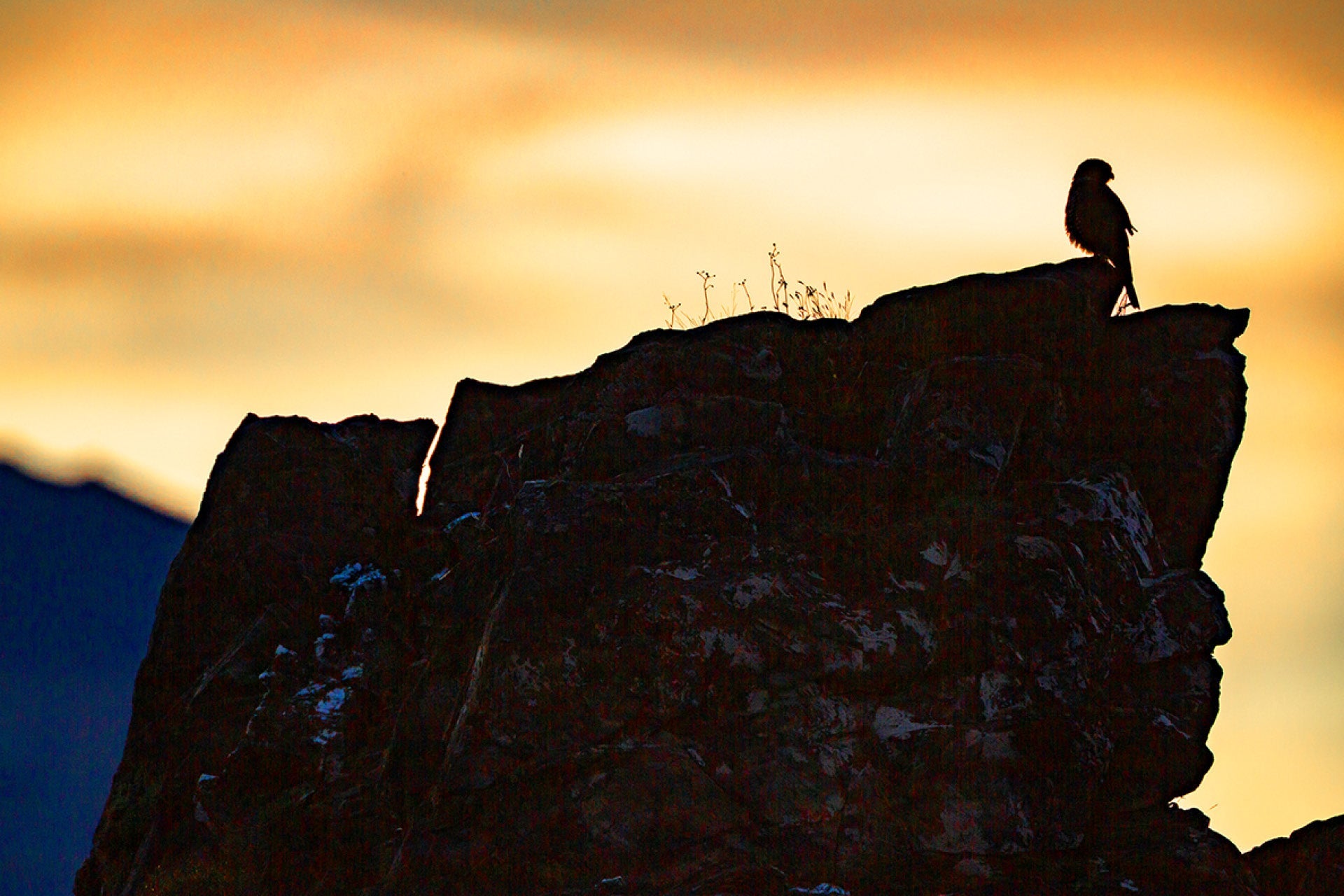 New Zealand Native Falcon perched with innocent facade hiding predatory intent, scanning for vulnerable birds as morning meal with sharp eyes and lightning speed in exhilarating hunts, captured by photographer Steve Couper – ideal for bird enthusiasts seeking Aotearoa's masterful nature deception.